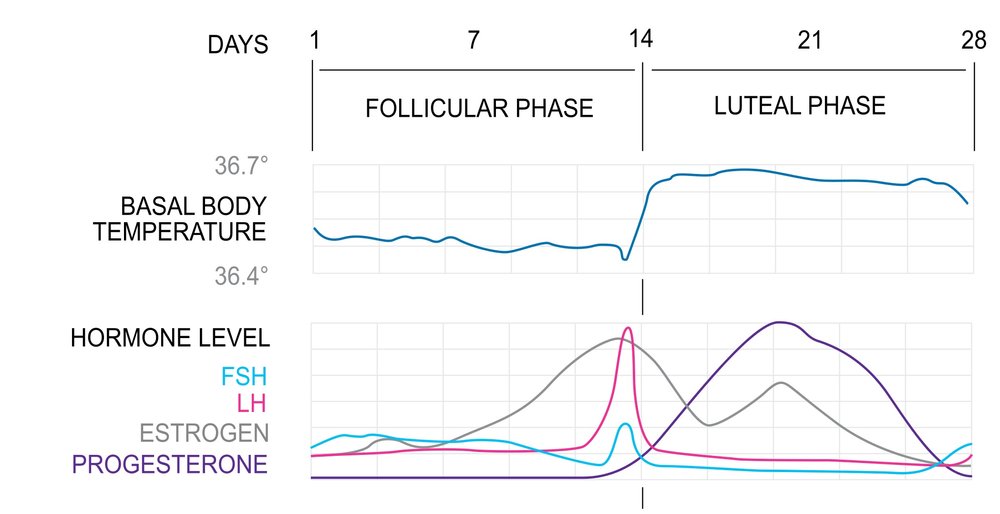 Phases of menstrual cycle