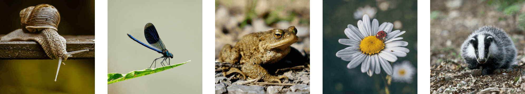Image row of UK wildlife. Snail, dragonfly, toad, ladybird, badger