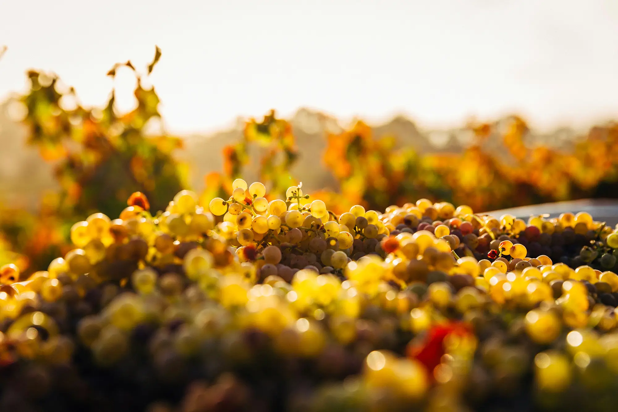 macro shot of seaweeds
