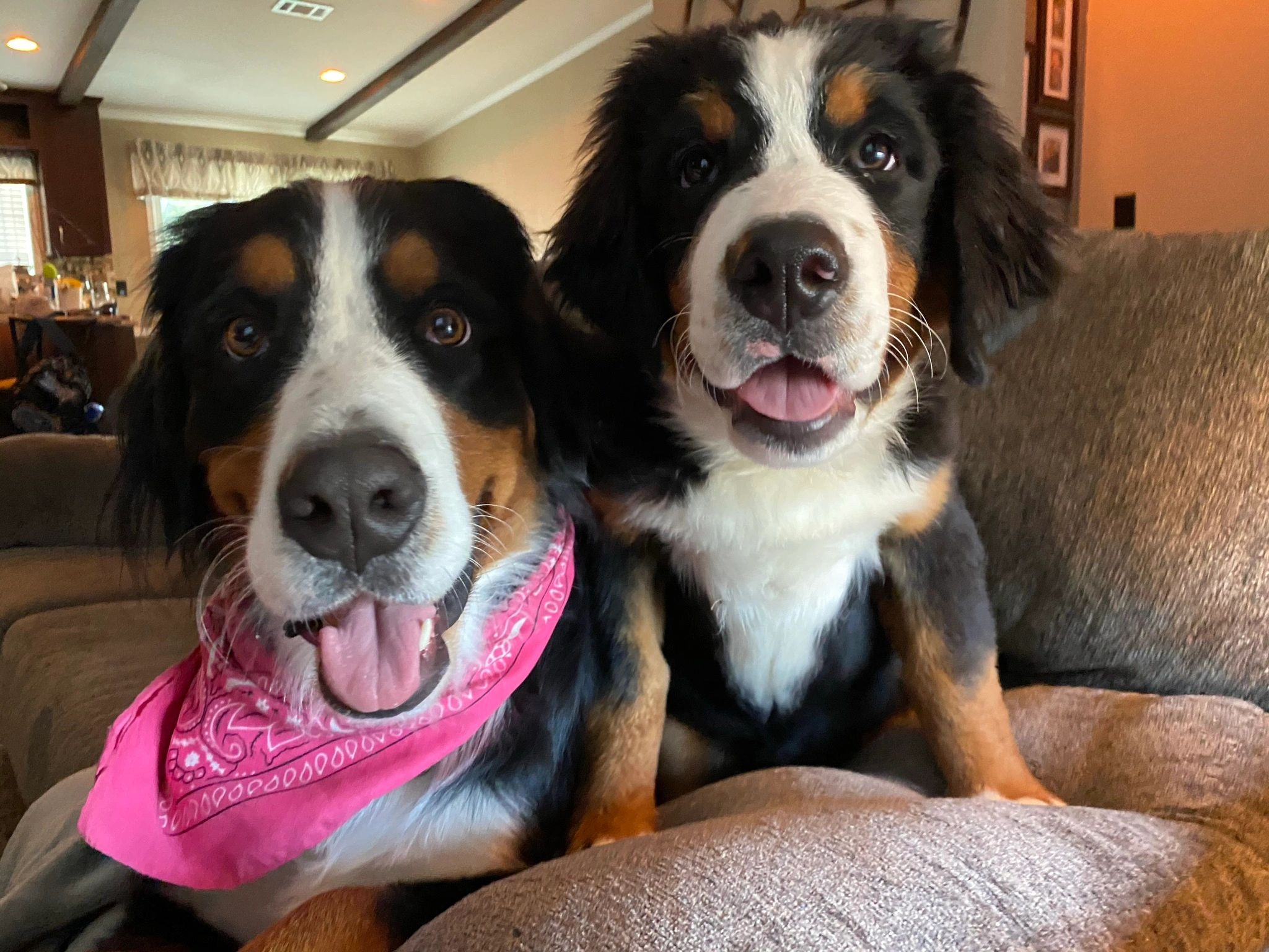 Riverside Berners at home