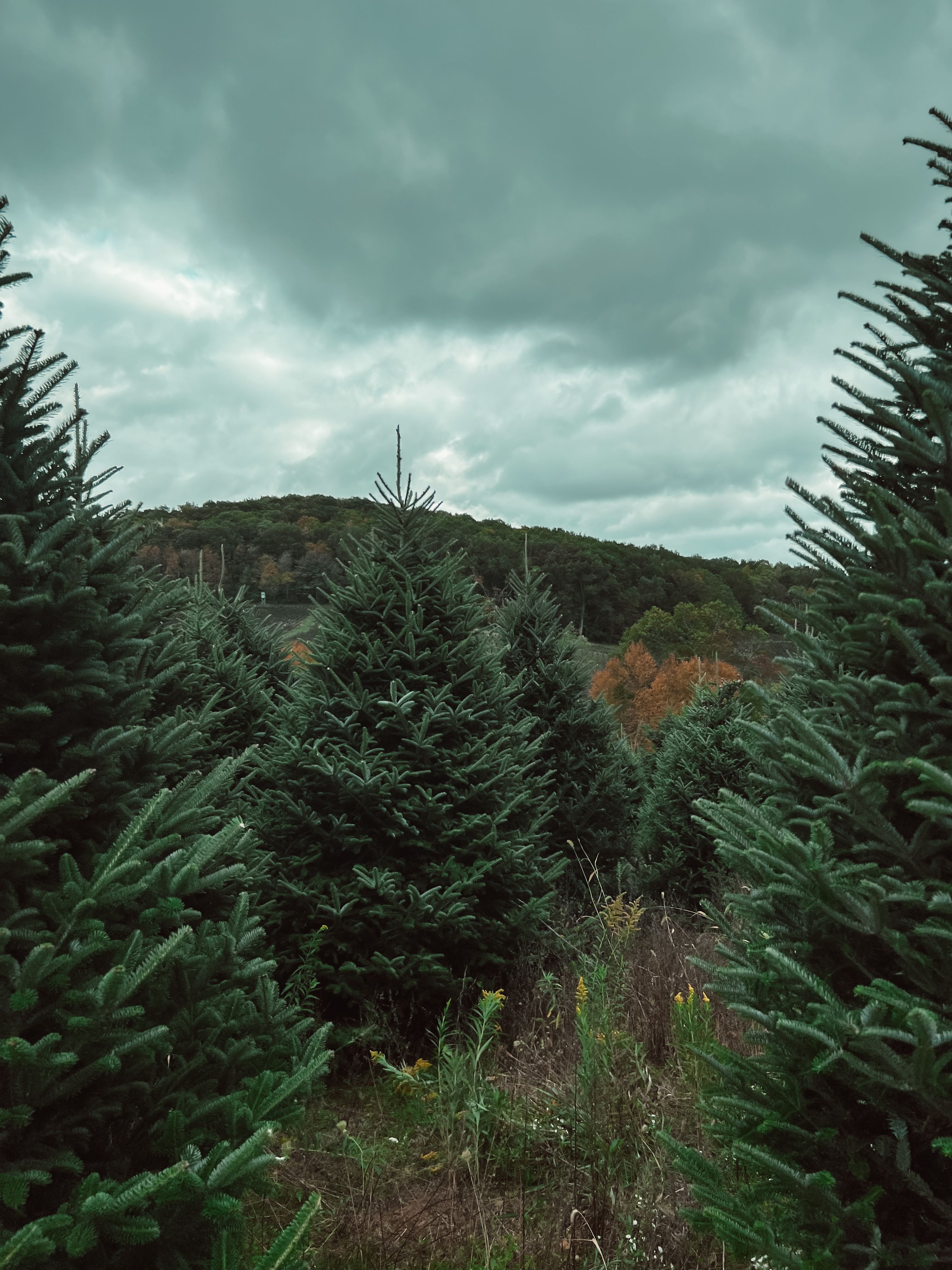 christmas tree farm