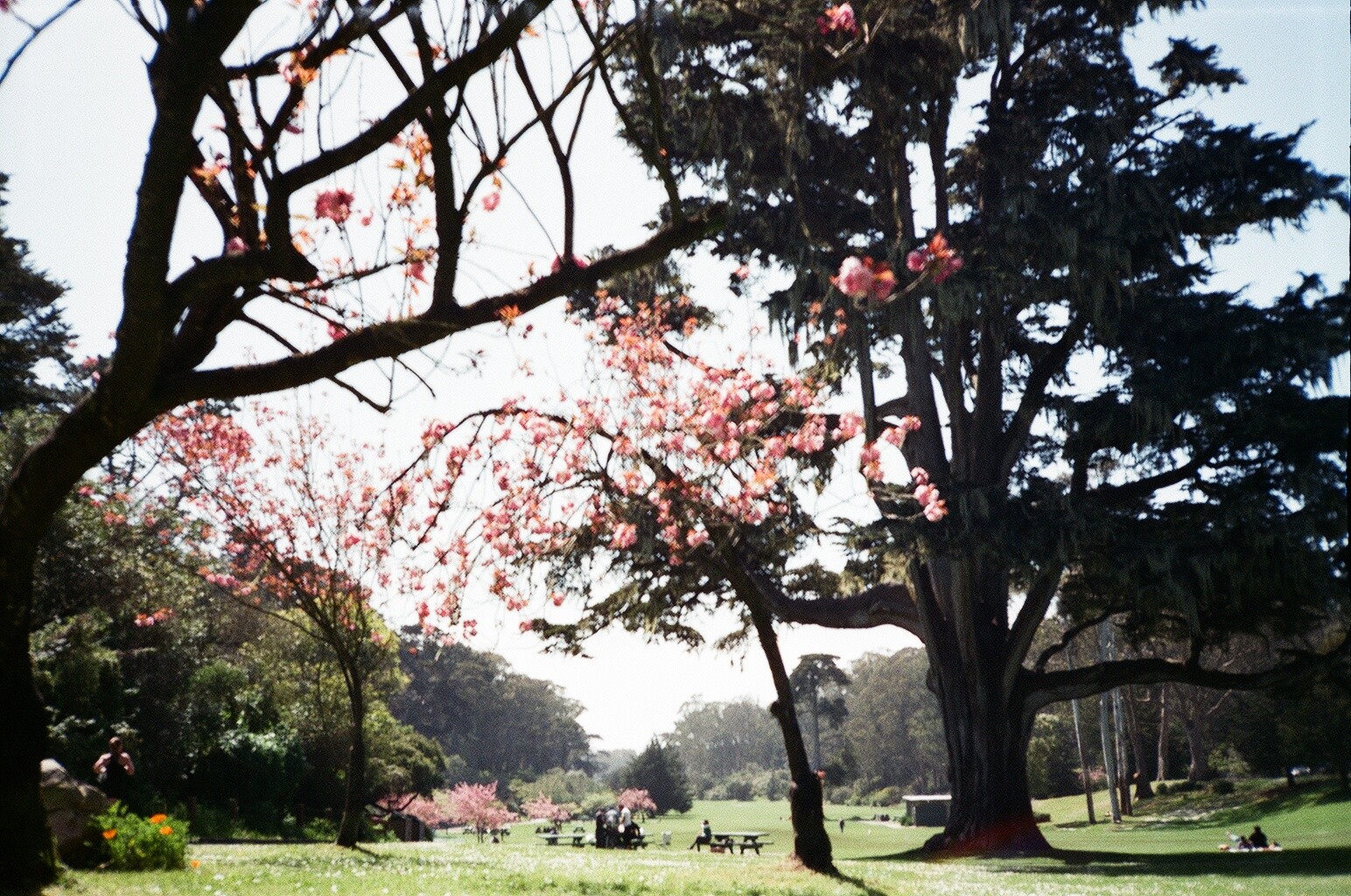 ggp,sf