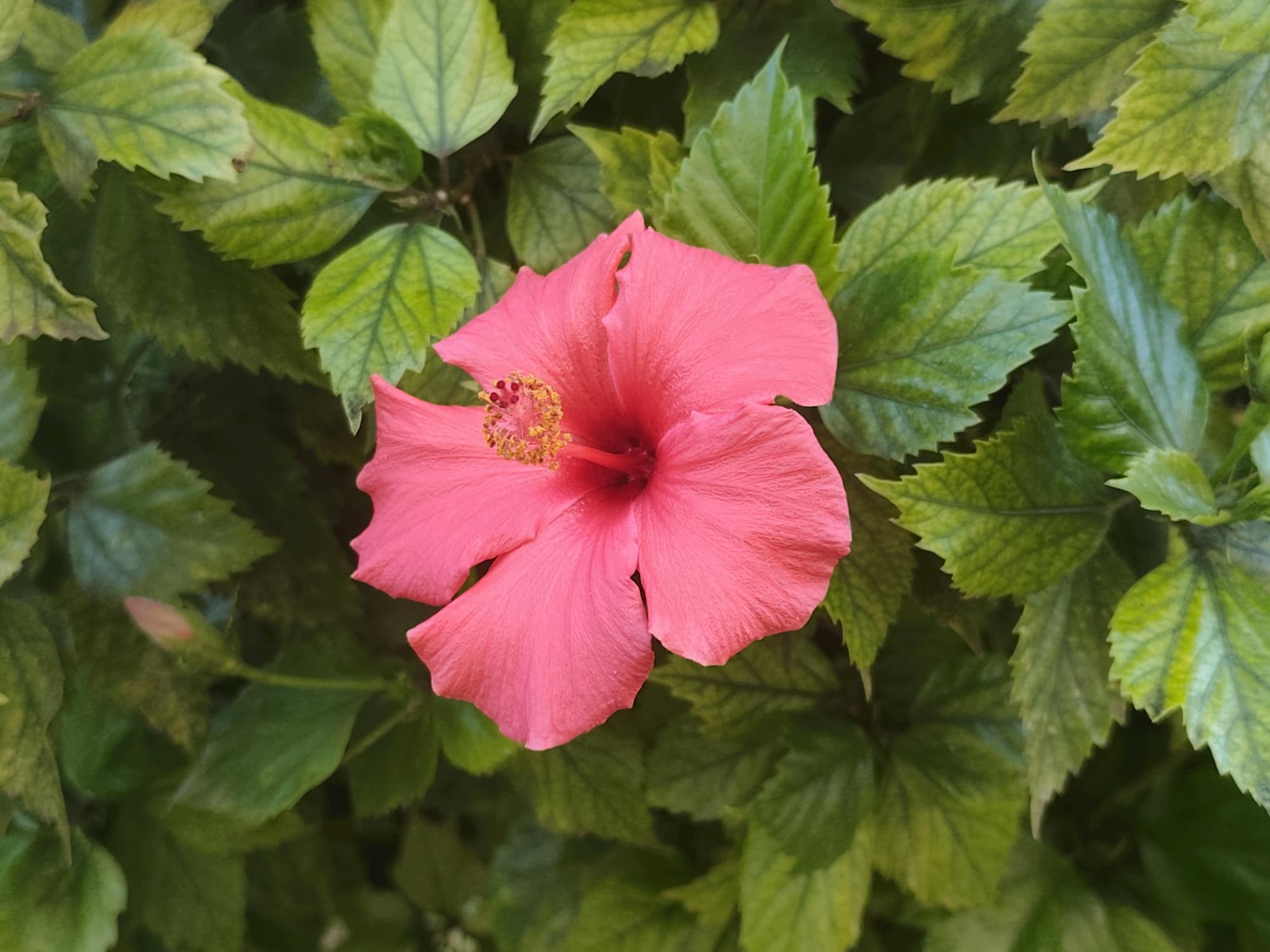 A pink flower in wellington garden