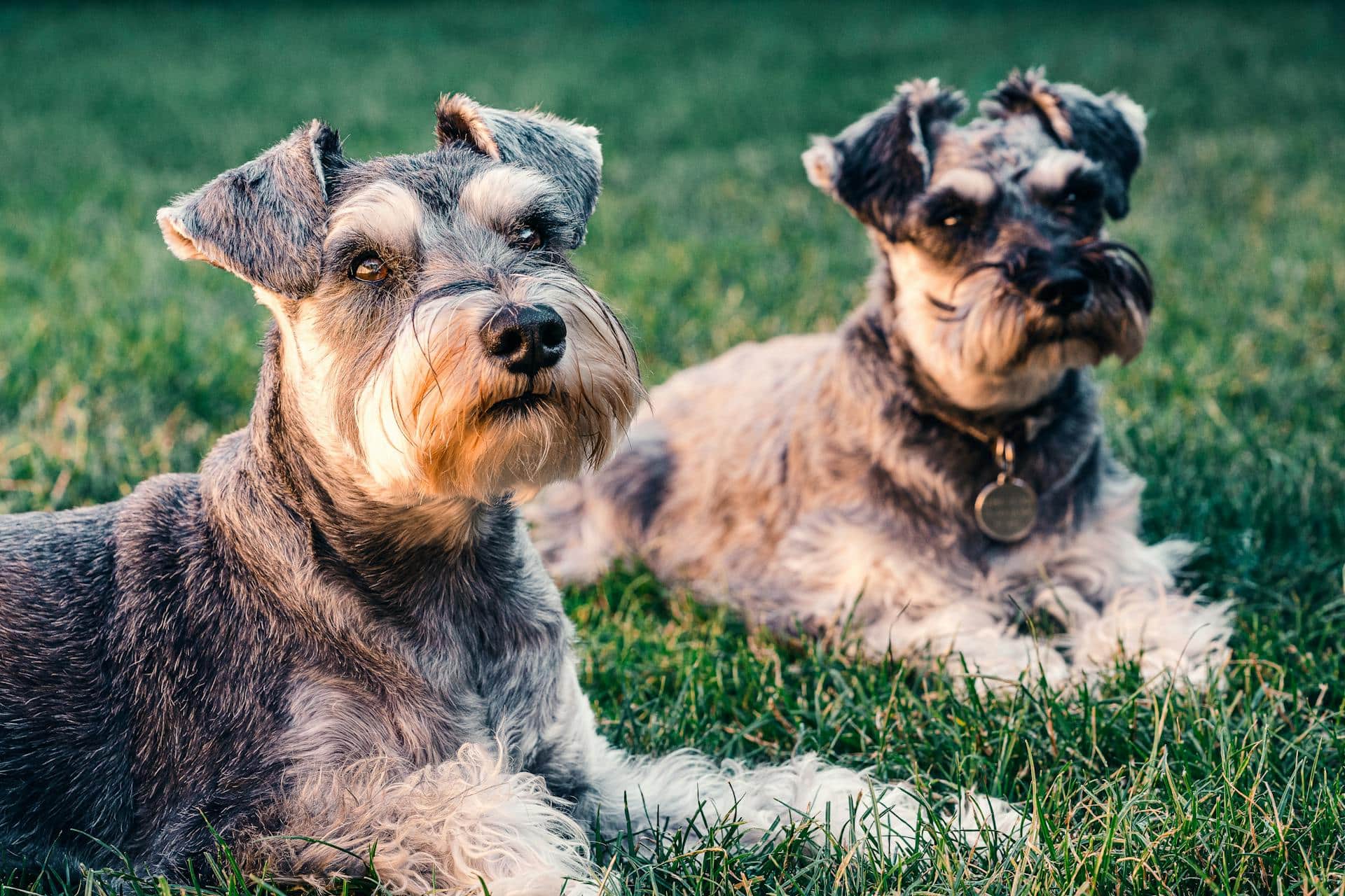 Two dogs are lying down on the grass and relaxing.