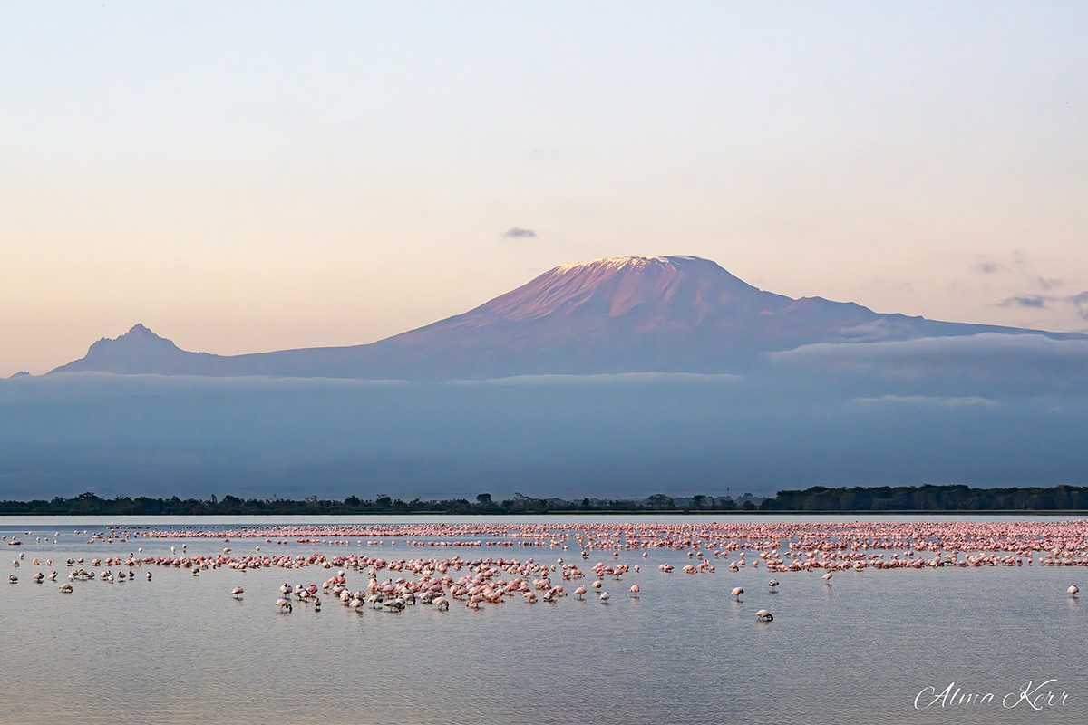 Amboseli Guest Blog