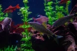 colorful fishes in a fish tank