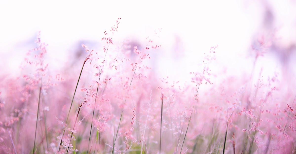 Delicate pink wildflowers softly swaying in a sunlit field, creating a tranquil and dreamy atmospher