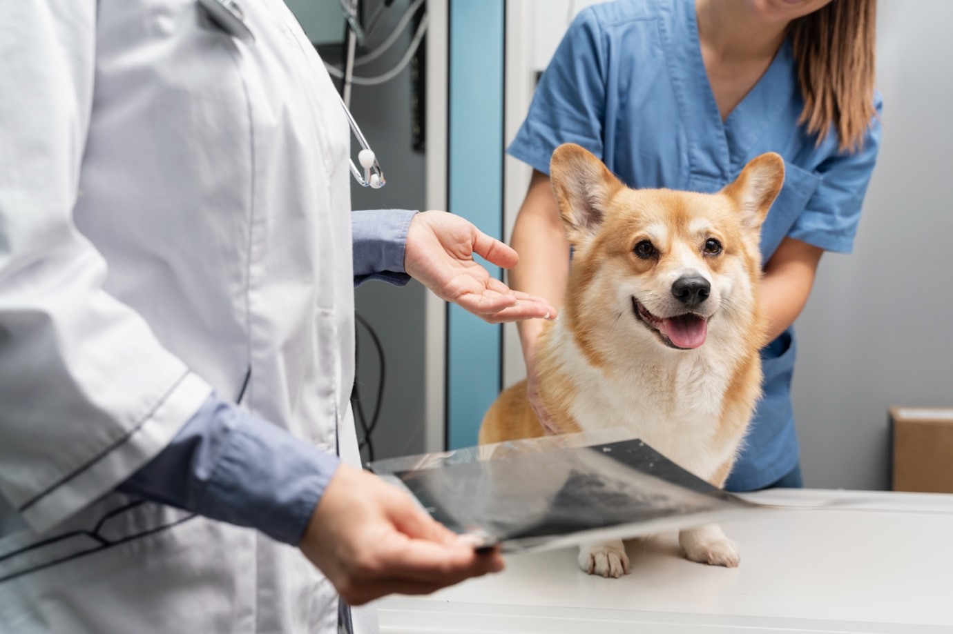Keeping Your Veterinary Practice Up to Date with the Latest Veterinary Industry Trends
