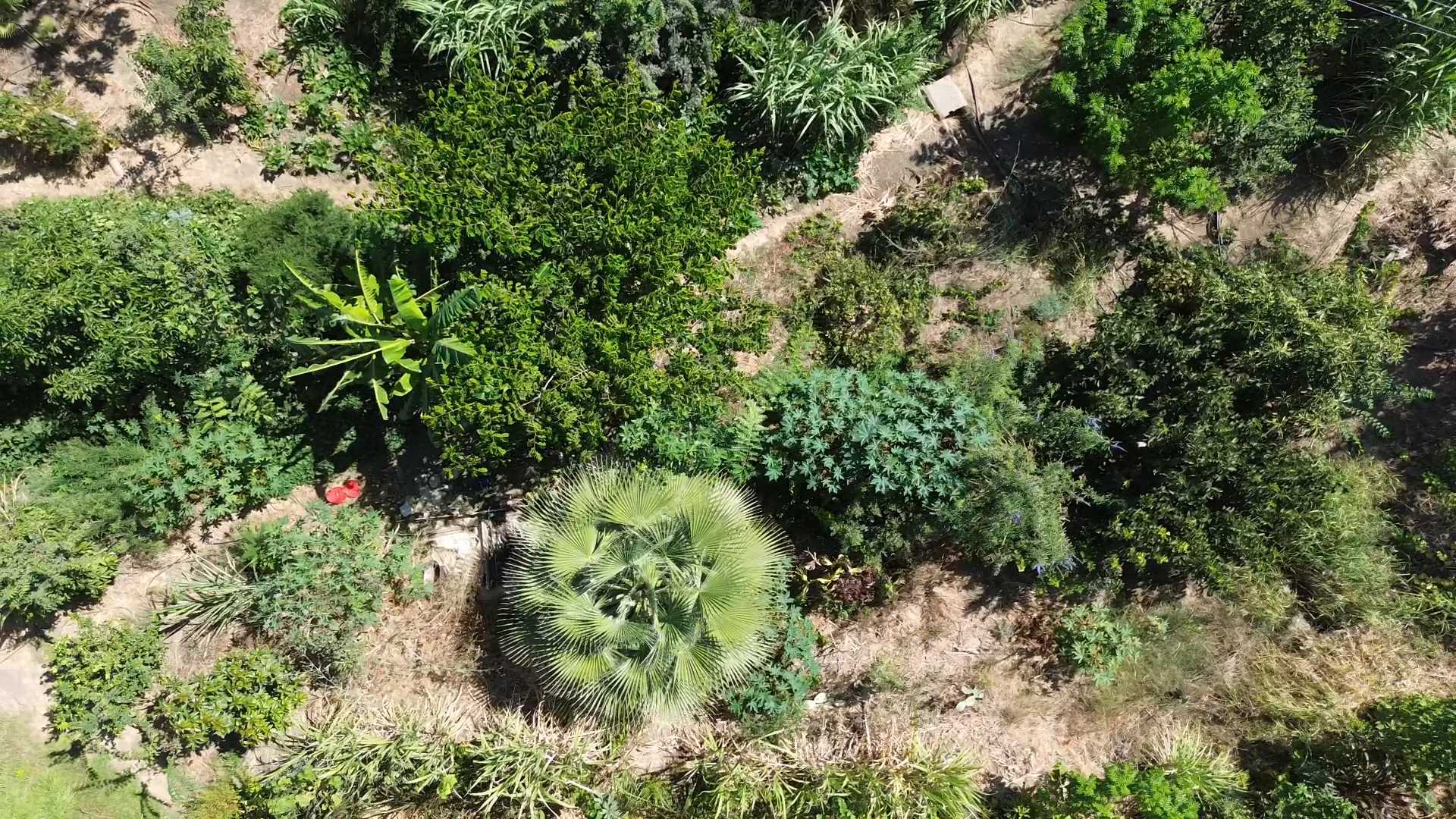 Aerial view of a swale planted with trees and shrubs along the contour, Andalucía