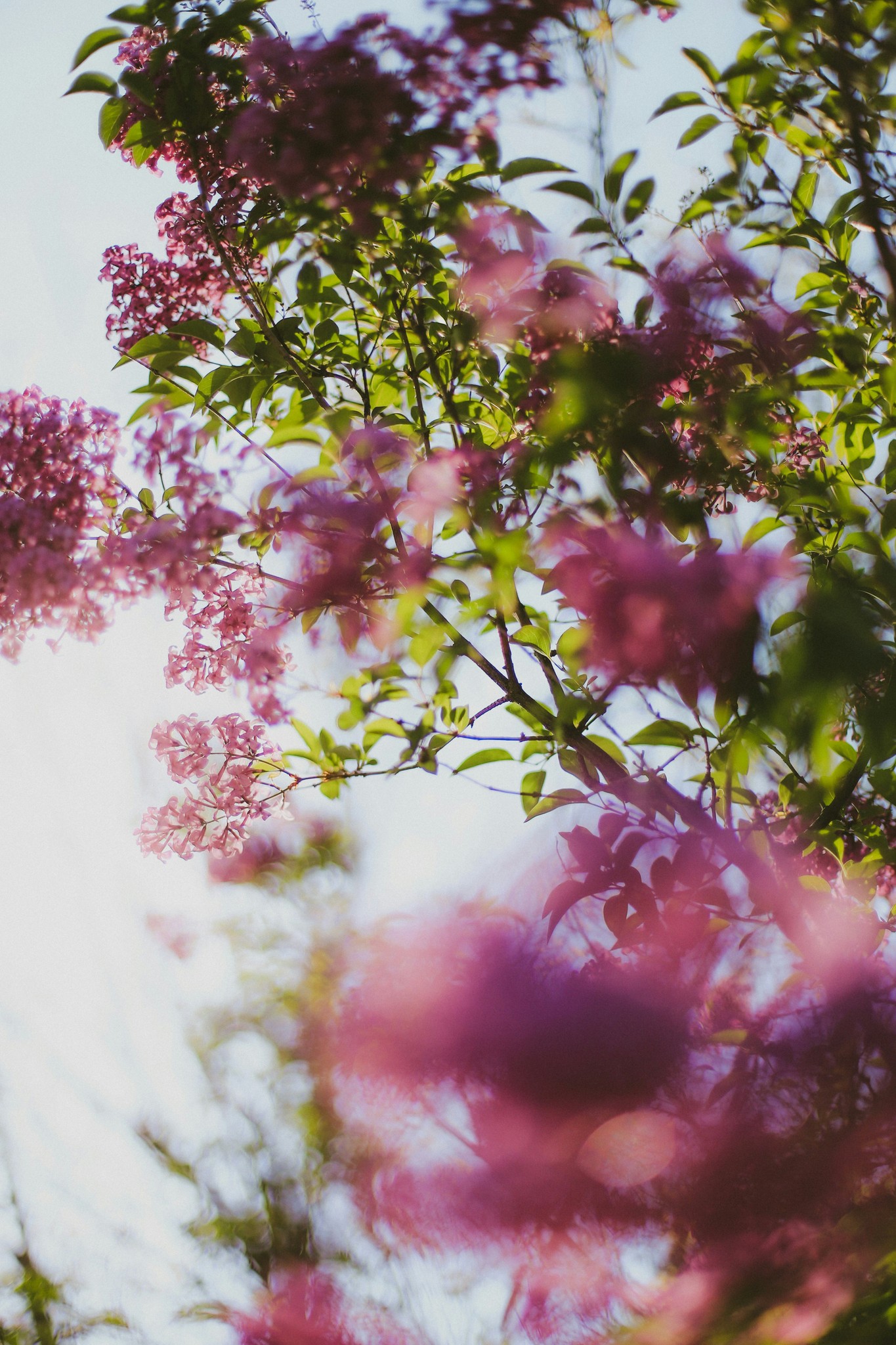 Pink lilac blossoms reaching towards the sunlight.