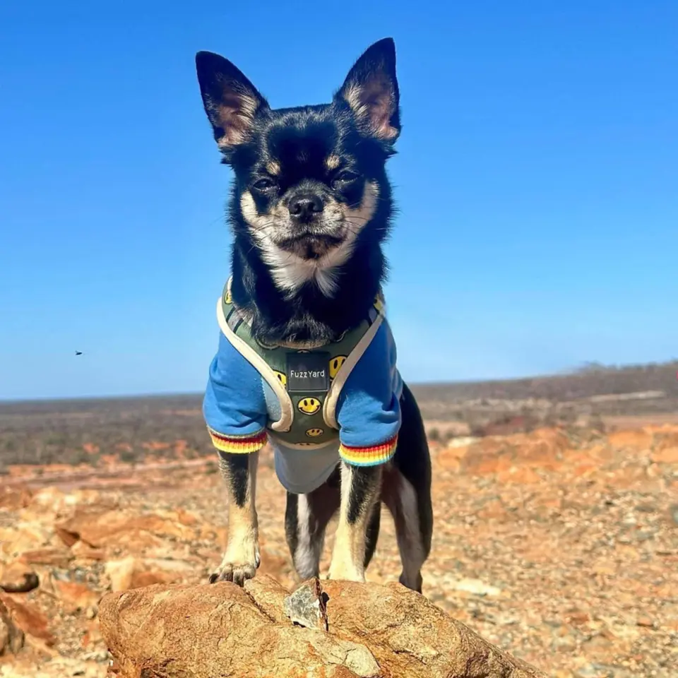 Valentino the Chihuahua