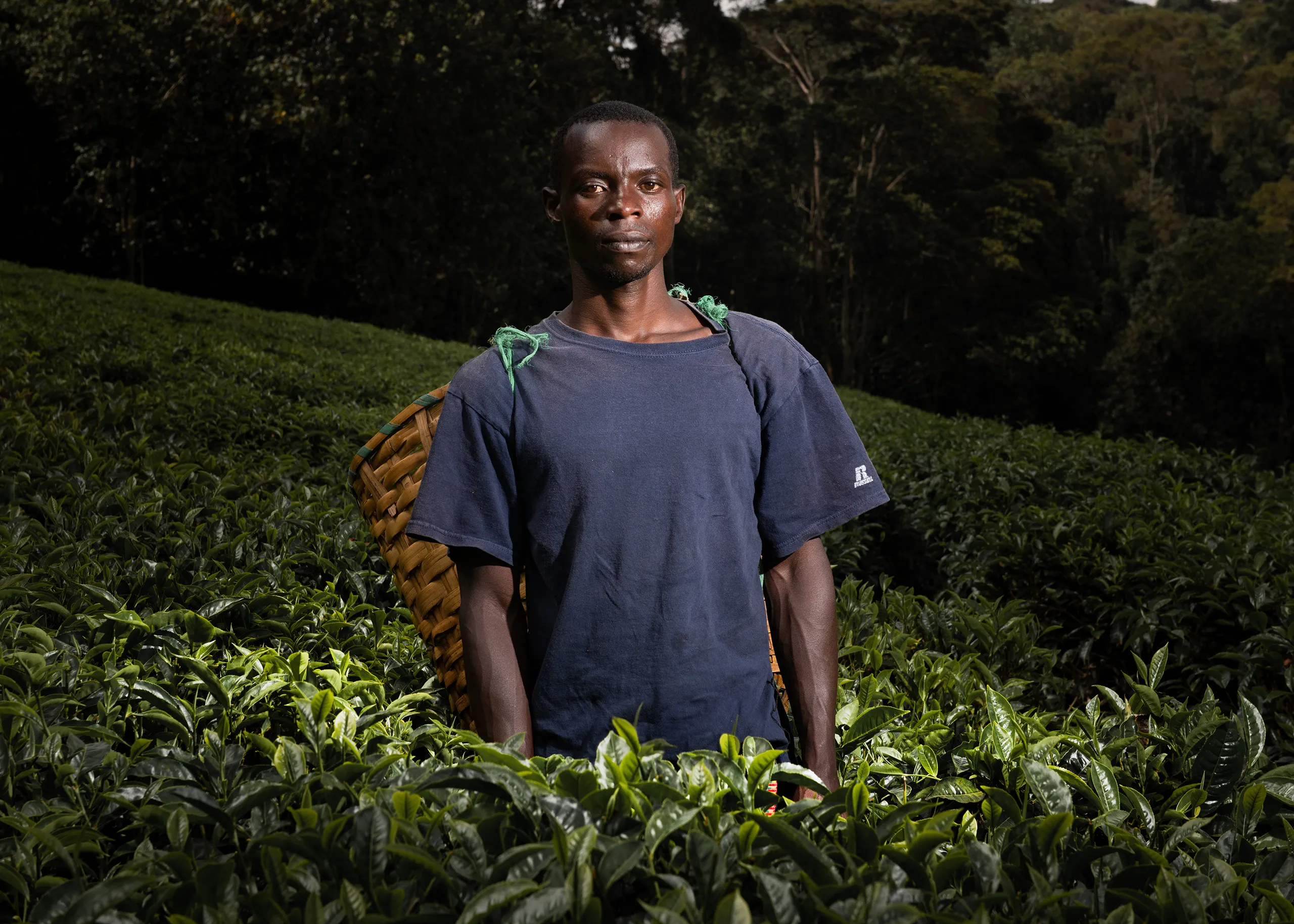 A close up portrait of a male Kenyan farmer in a dark blue shirt wearing a collection basket on a coffee farm.
