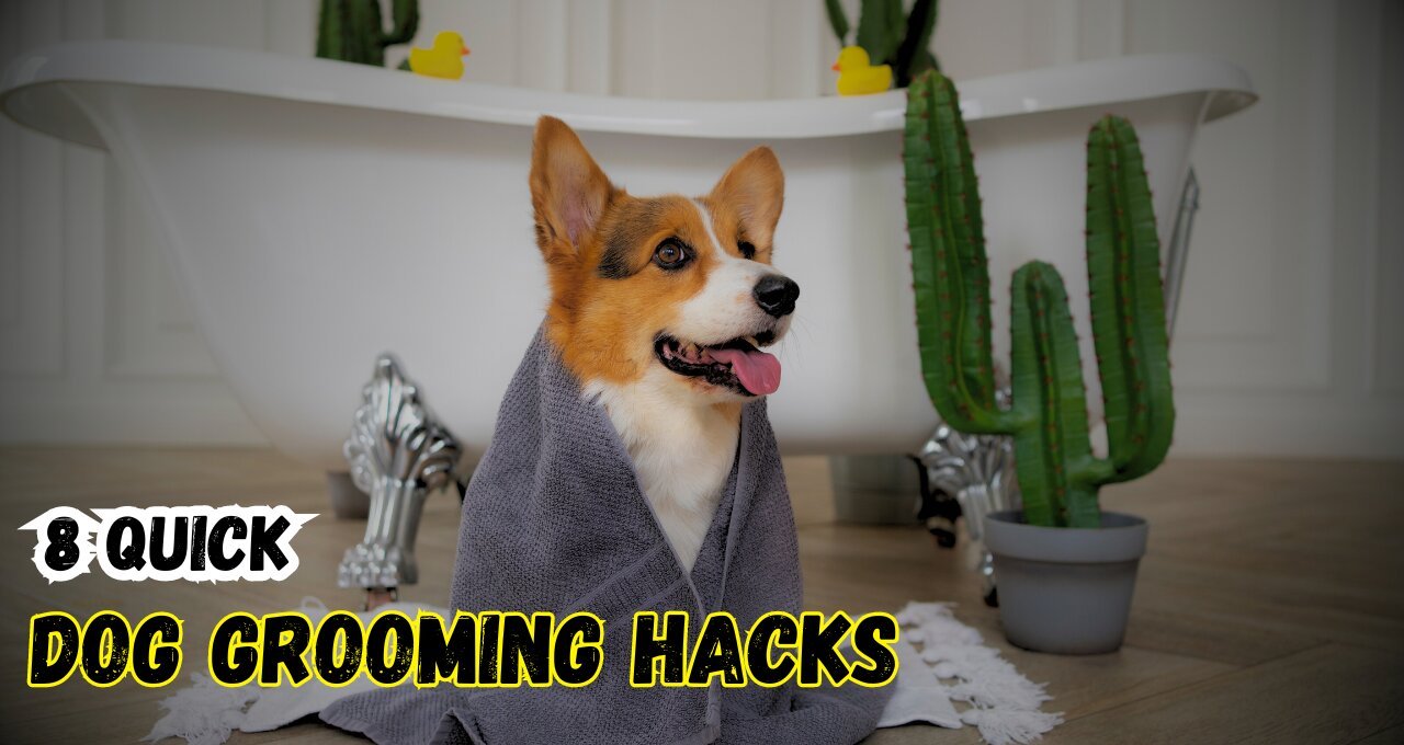 Quick Dog Grooming Hacks