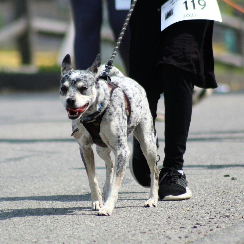 Mixed dog on a leash