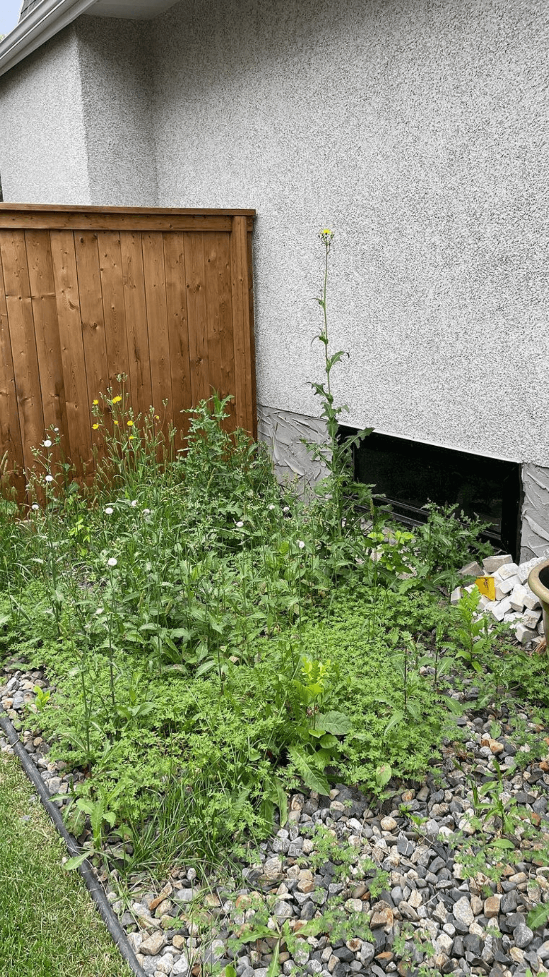 Weeds that have filled a rock bed and are overgrown
