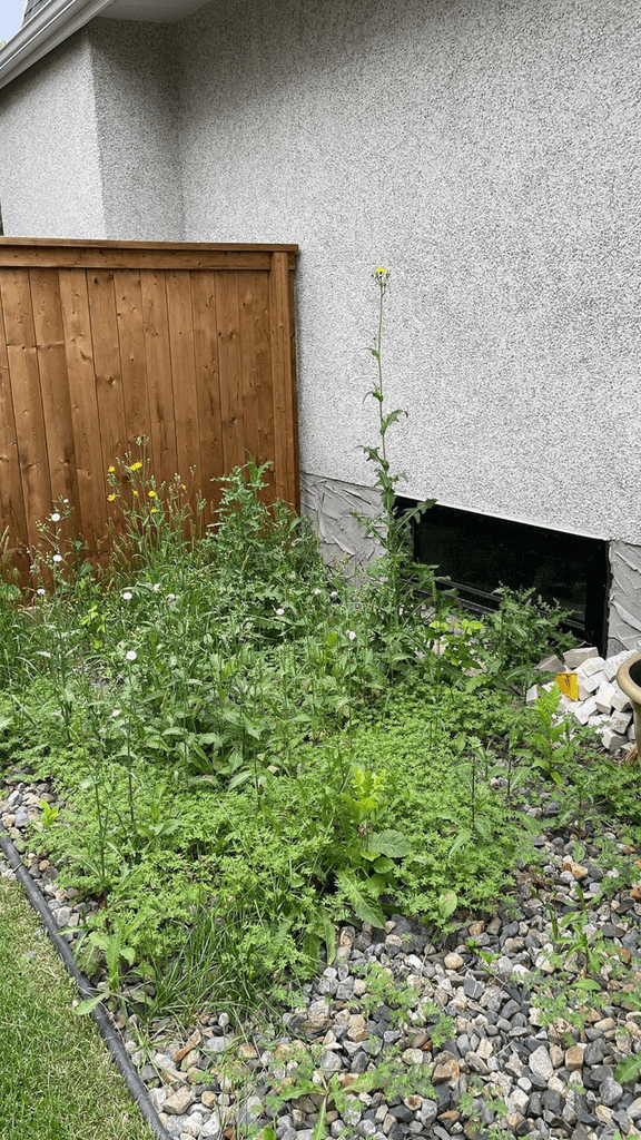 Weeds that have filled a rock bed and are overgrown