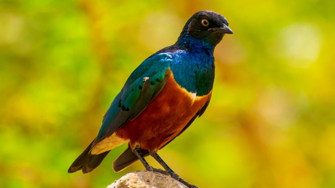 Iridescent Camp Resident