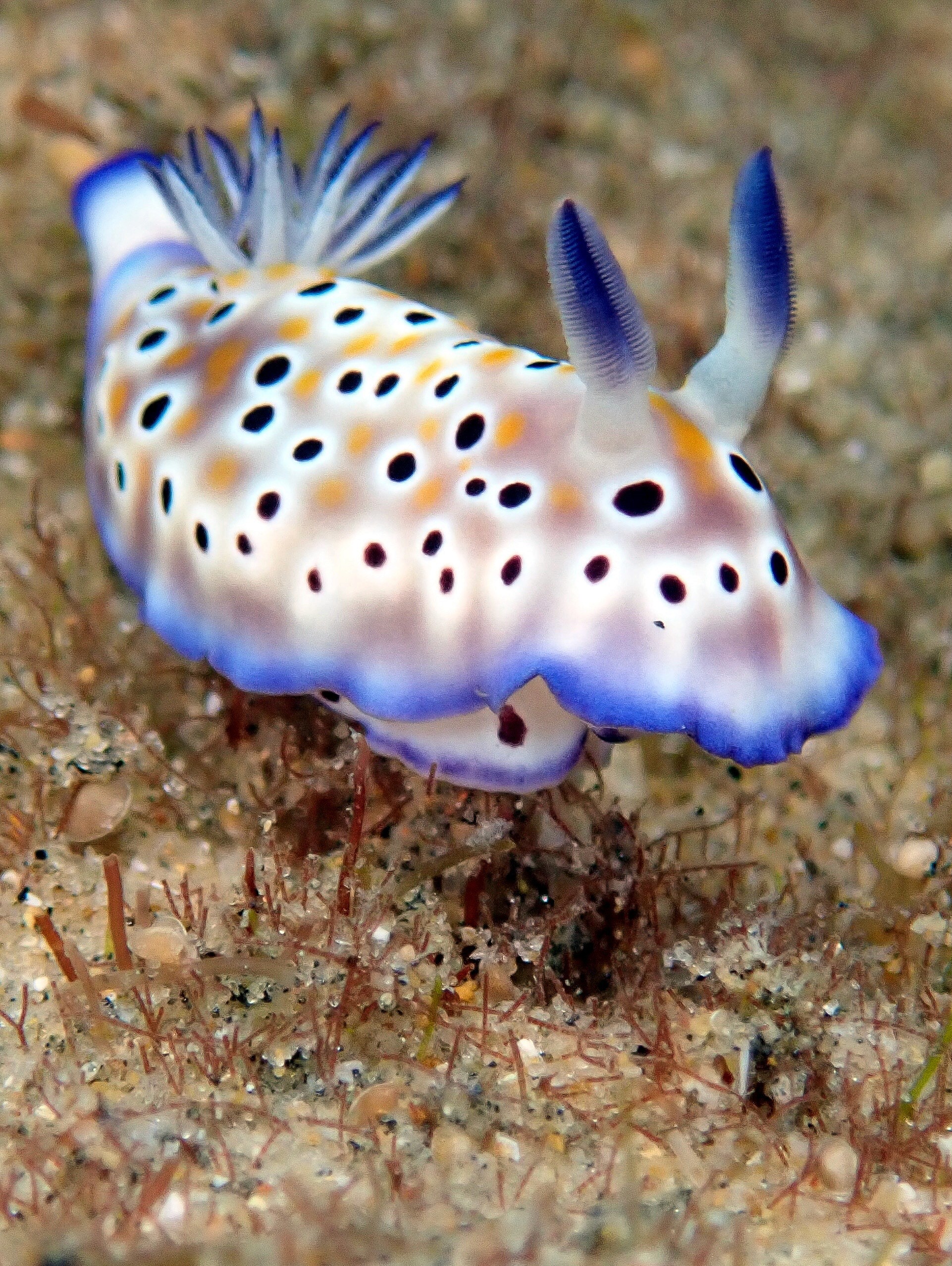 fish - Nakia Cullian