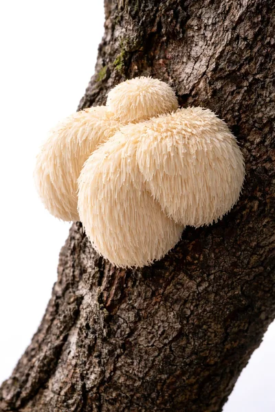 A close-up of a cluster of lions mane mushroom growing on a tree branch against a white background.
