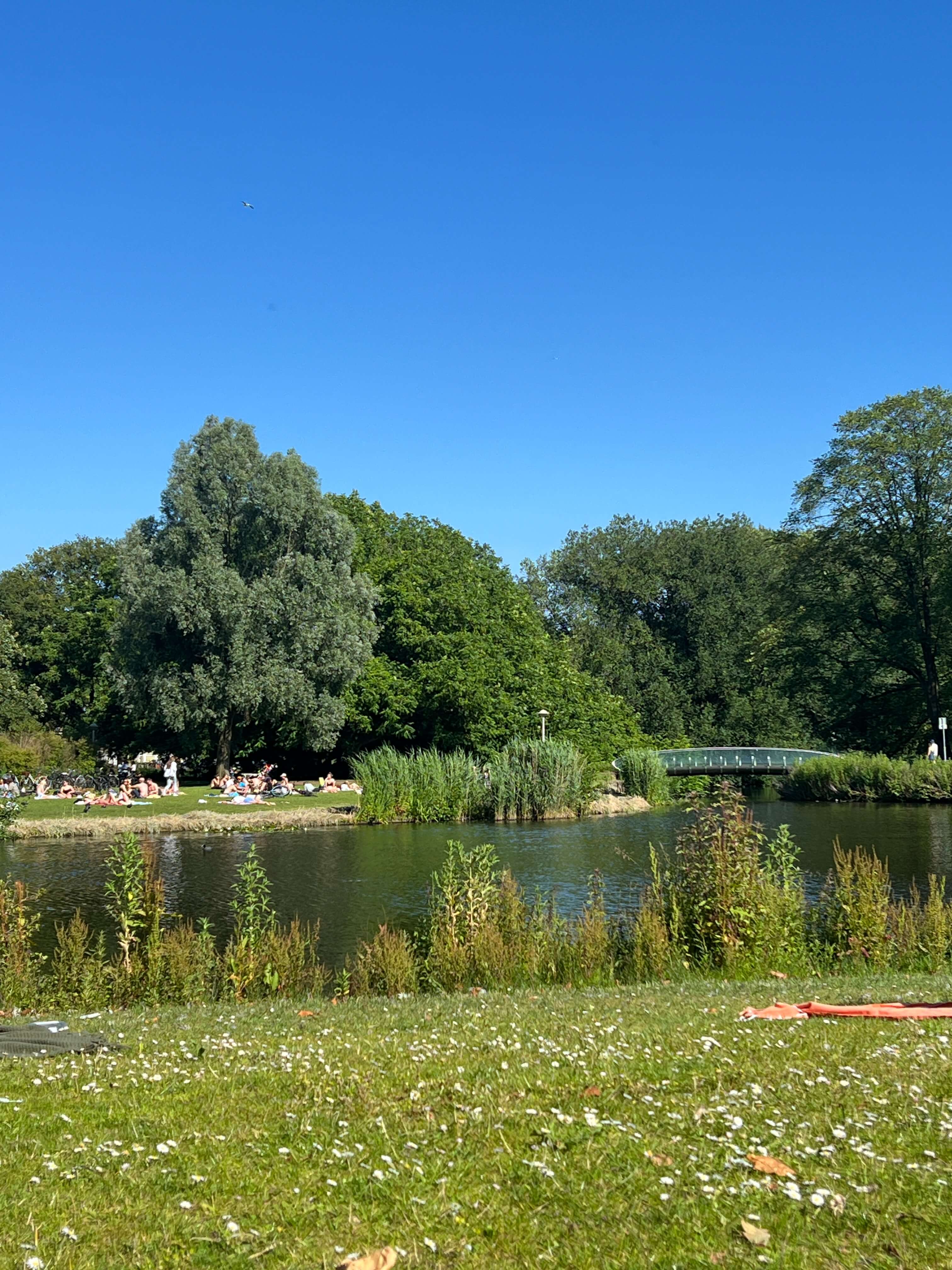 a grass lawn leading to a pond in a park on a clear blue day