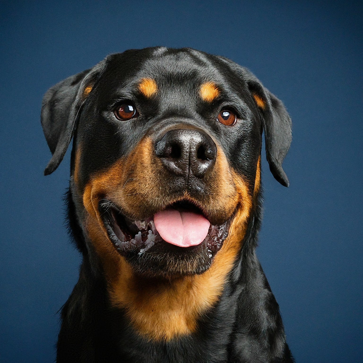 BUDDYUNO, Rottweiler