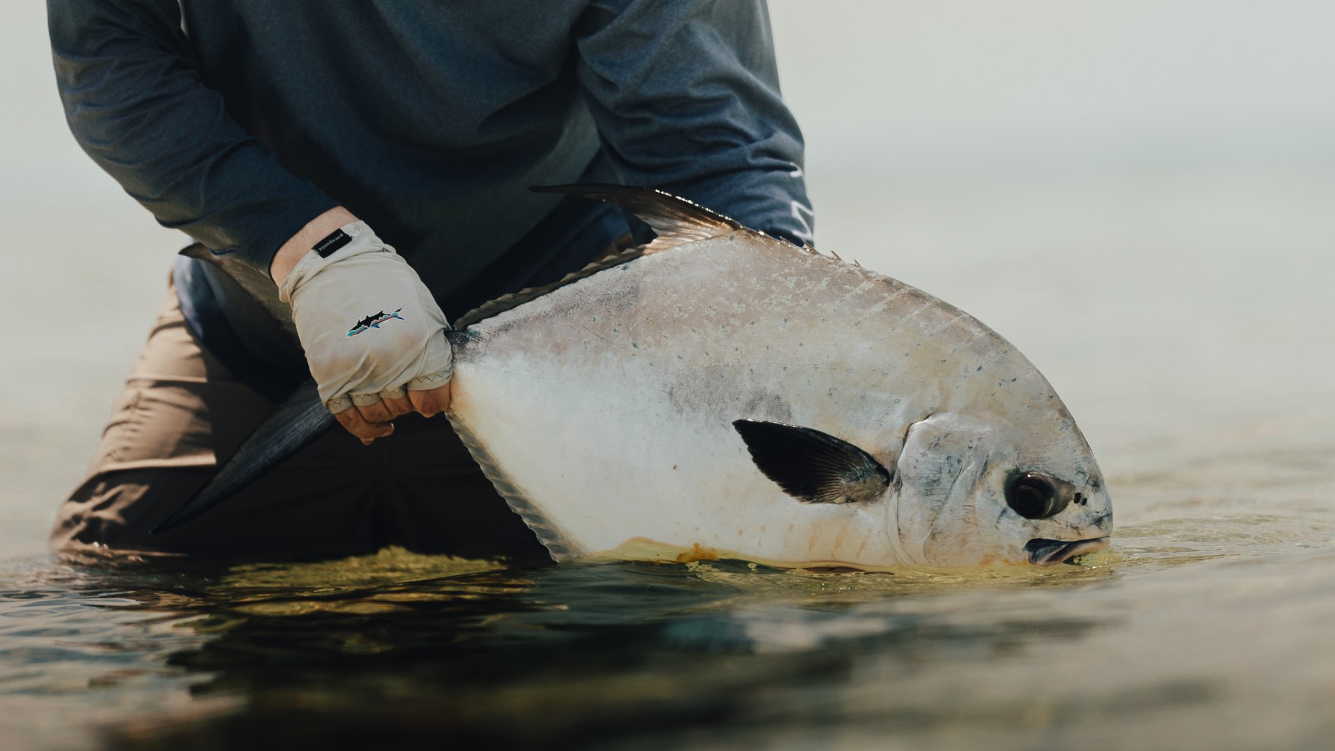 Angler holdign a permit by the tail, just above waterlevel