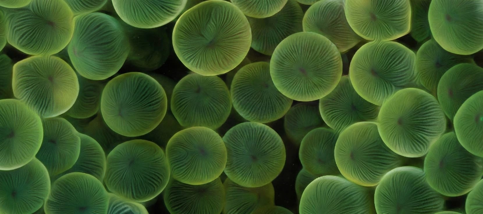 Background Picture - threes