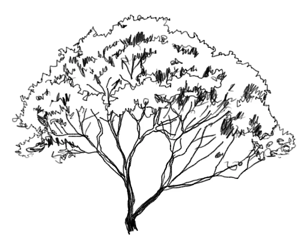 Boceto árbol
