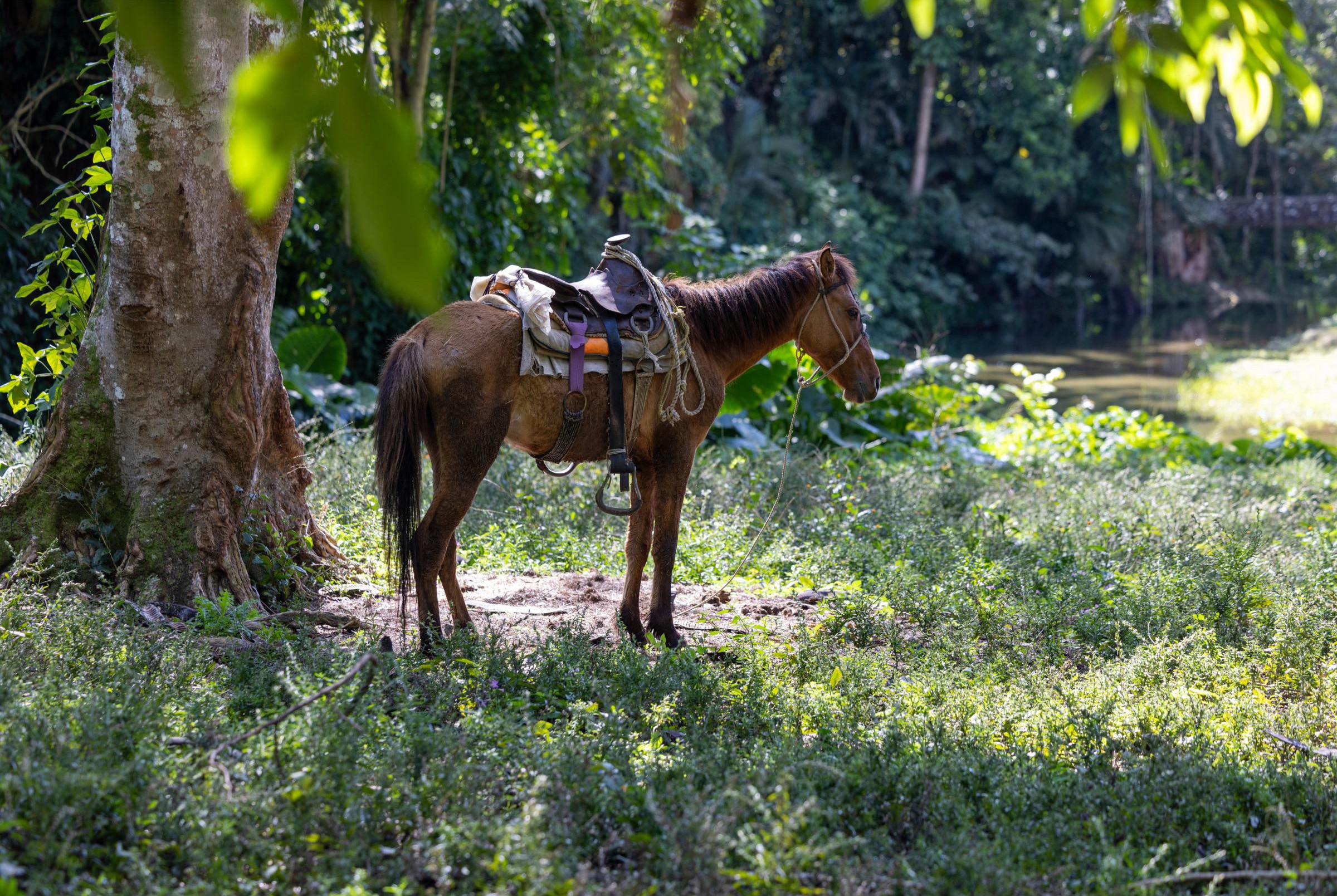 A guide horse rests in the shade in Soroa, Viñales Valley.