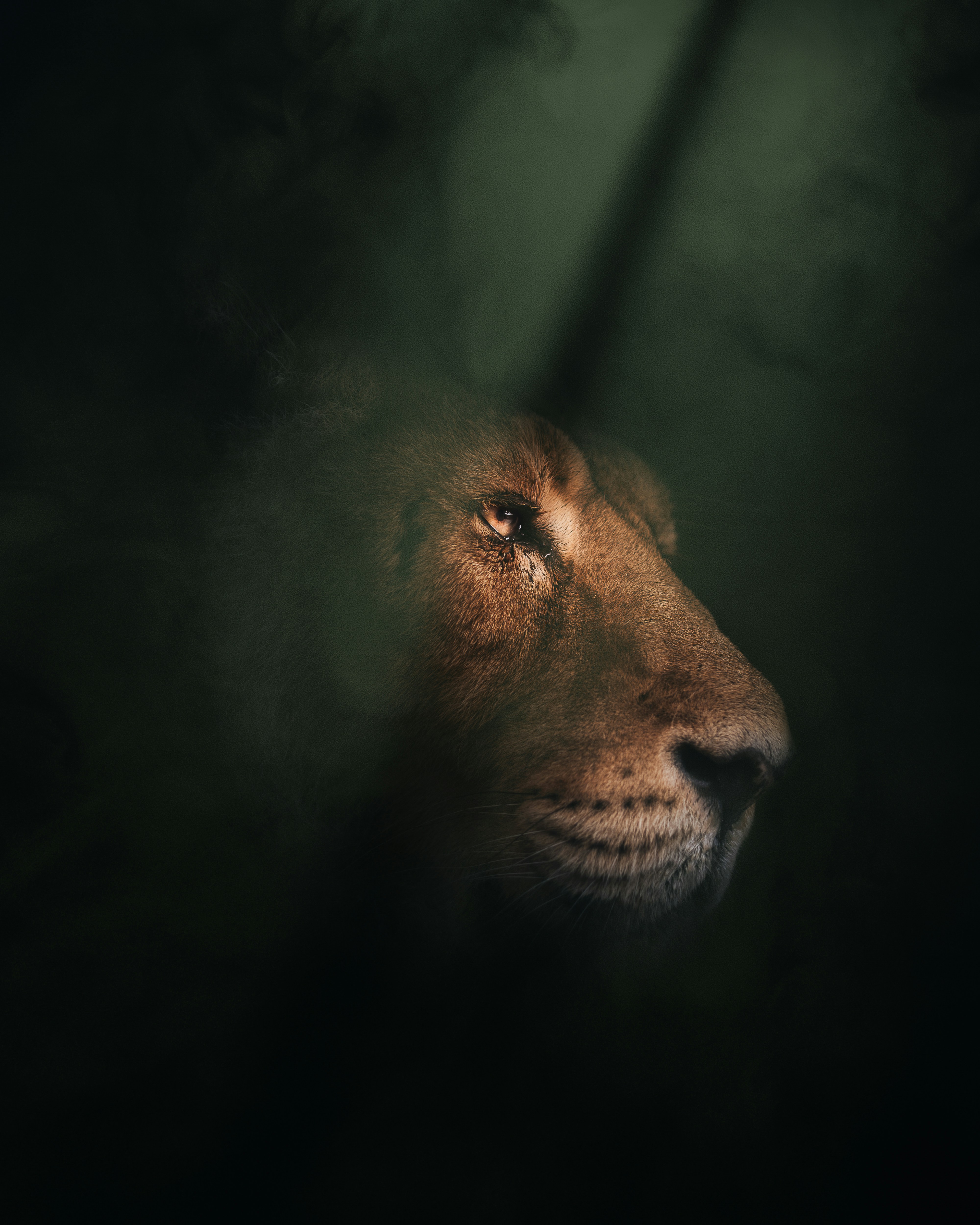 A lion's face emerges from dark shadows.