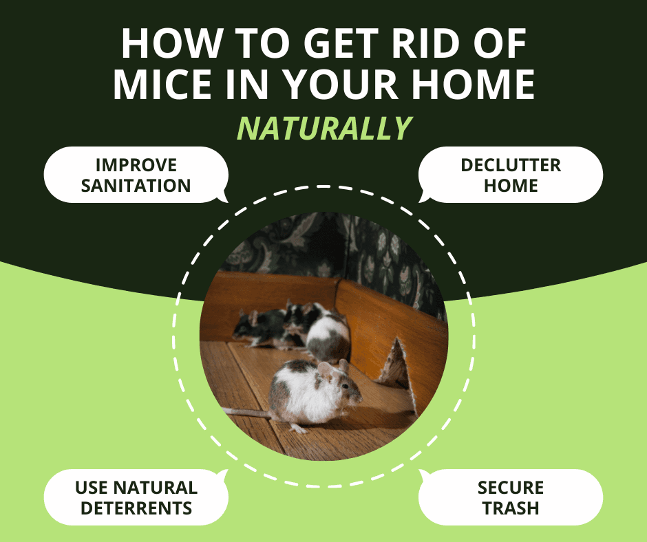 how to get rid of mice in your home naturally