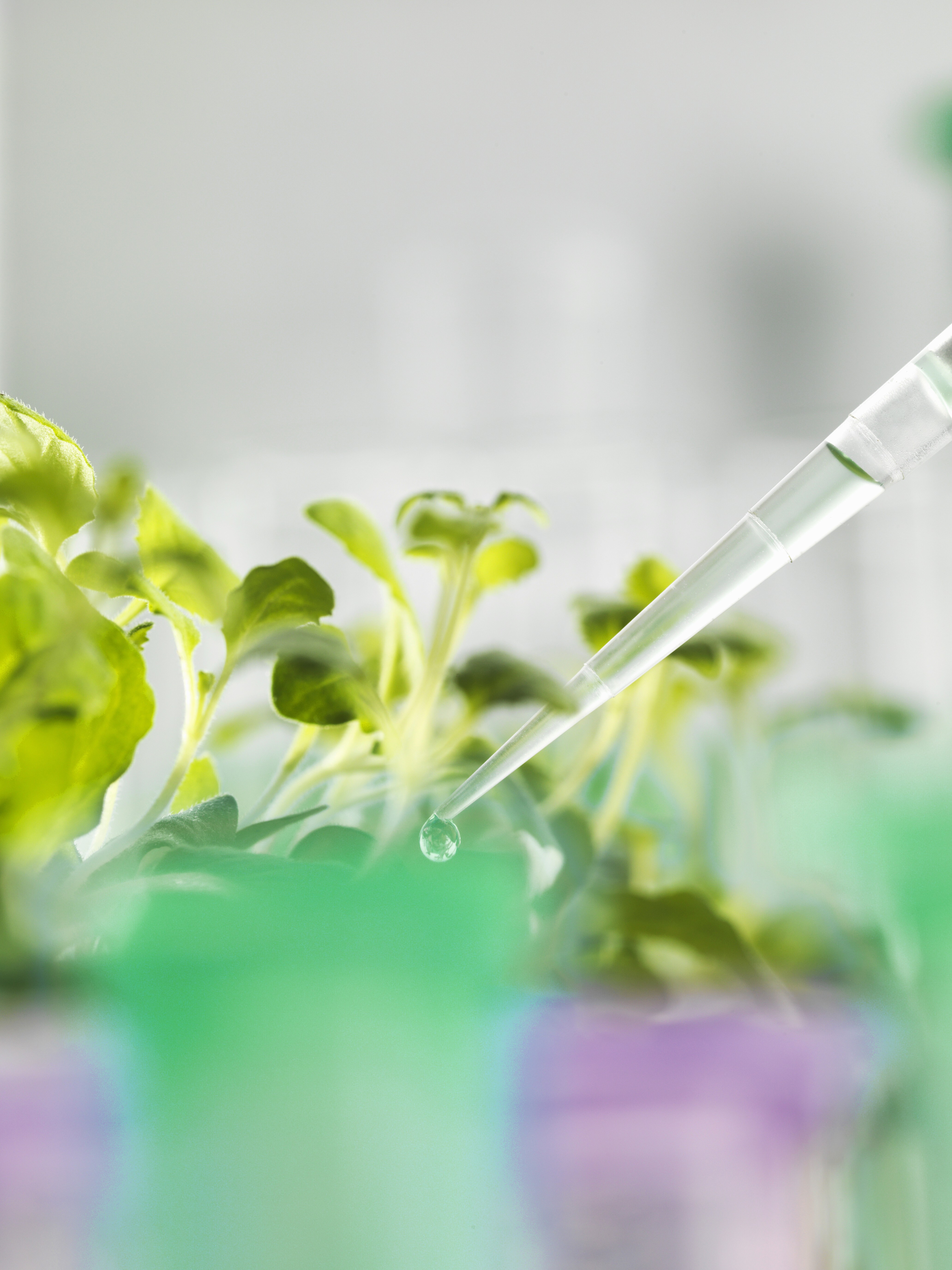 Pipette applying liquid to growing plants in a lab setting.