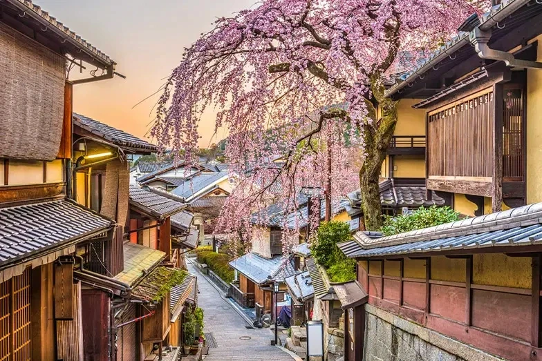 Kyoto Cherry Blossom Lane