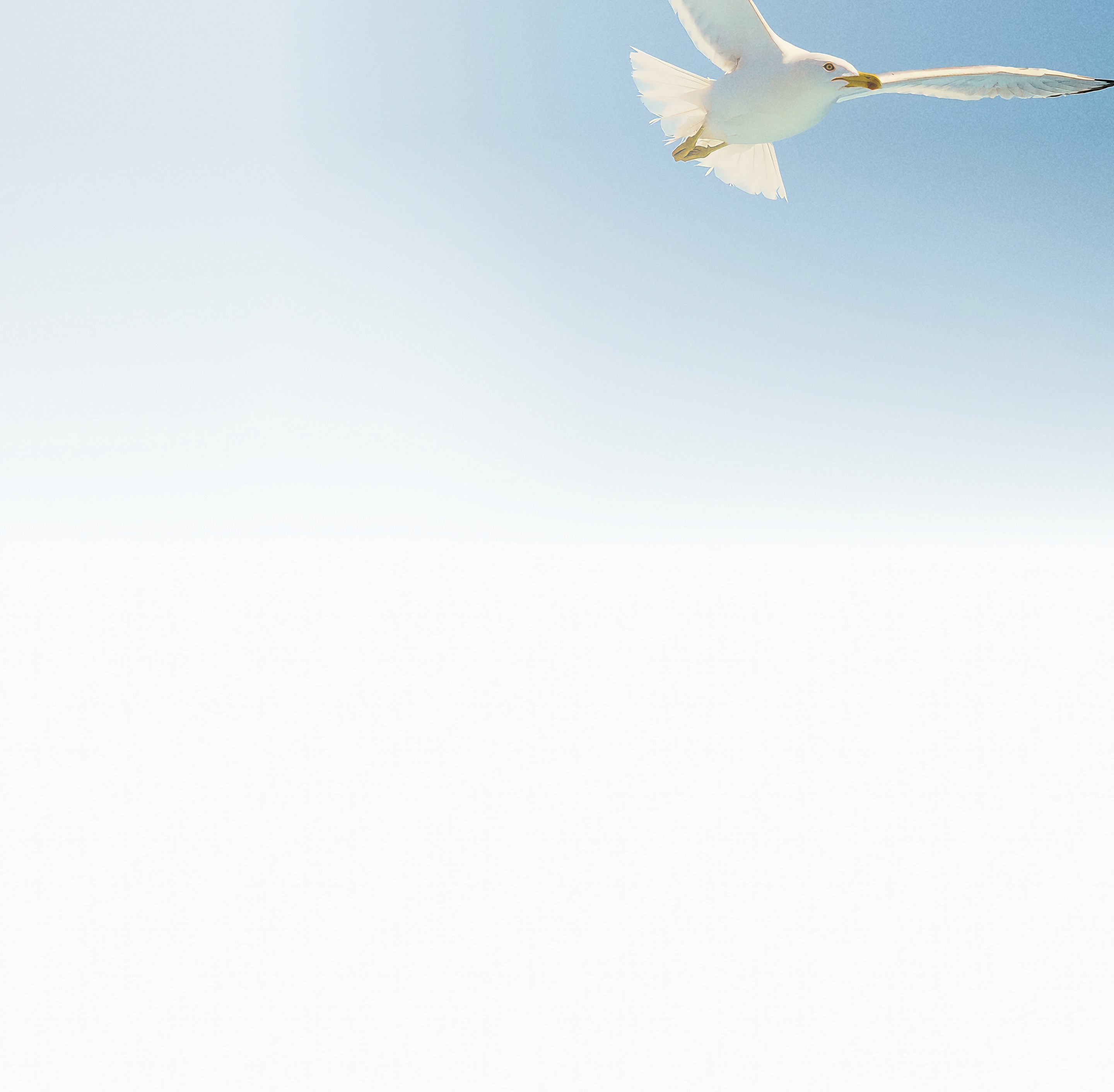 Seagull
