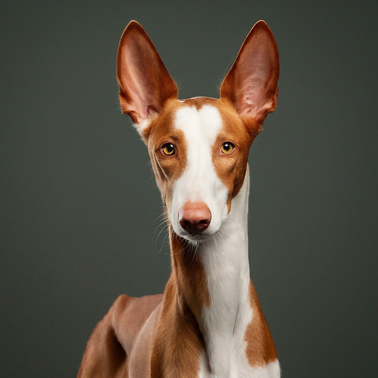 BUDDYUNO, Ibizan Hound