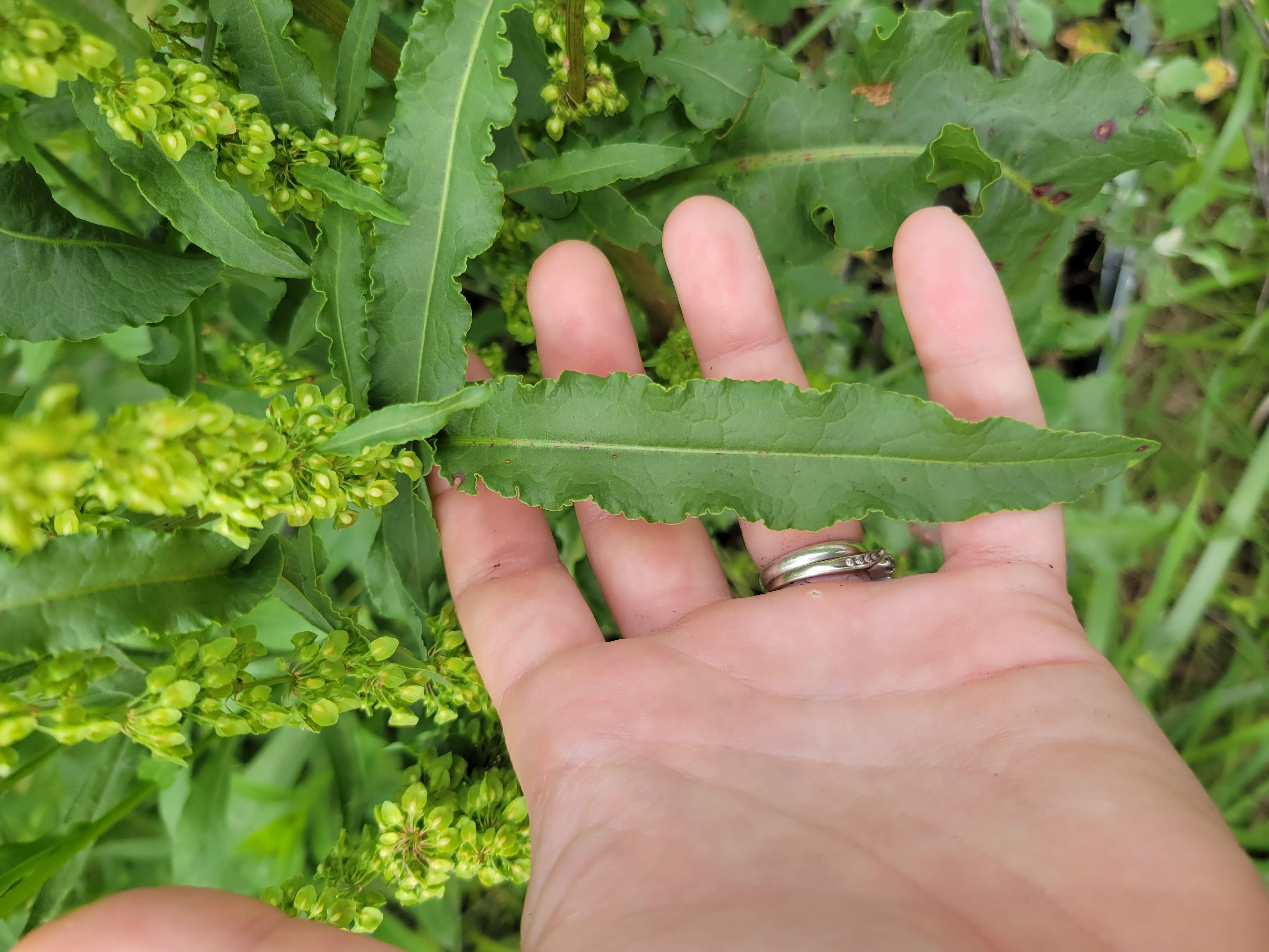 Group of students processing acorns together during a foraging class, representing shared learning and scholarship.