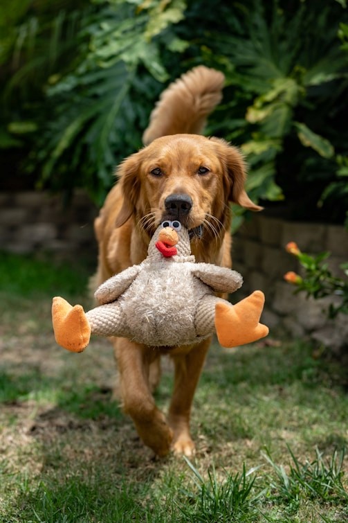 A golden retriever carries a plush duck toy in its mouth while walking on a lush green lawn, surrounded by tropical plants.