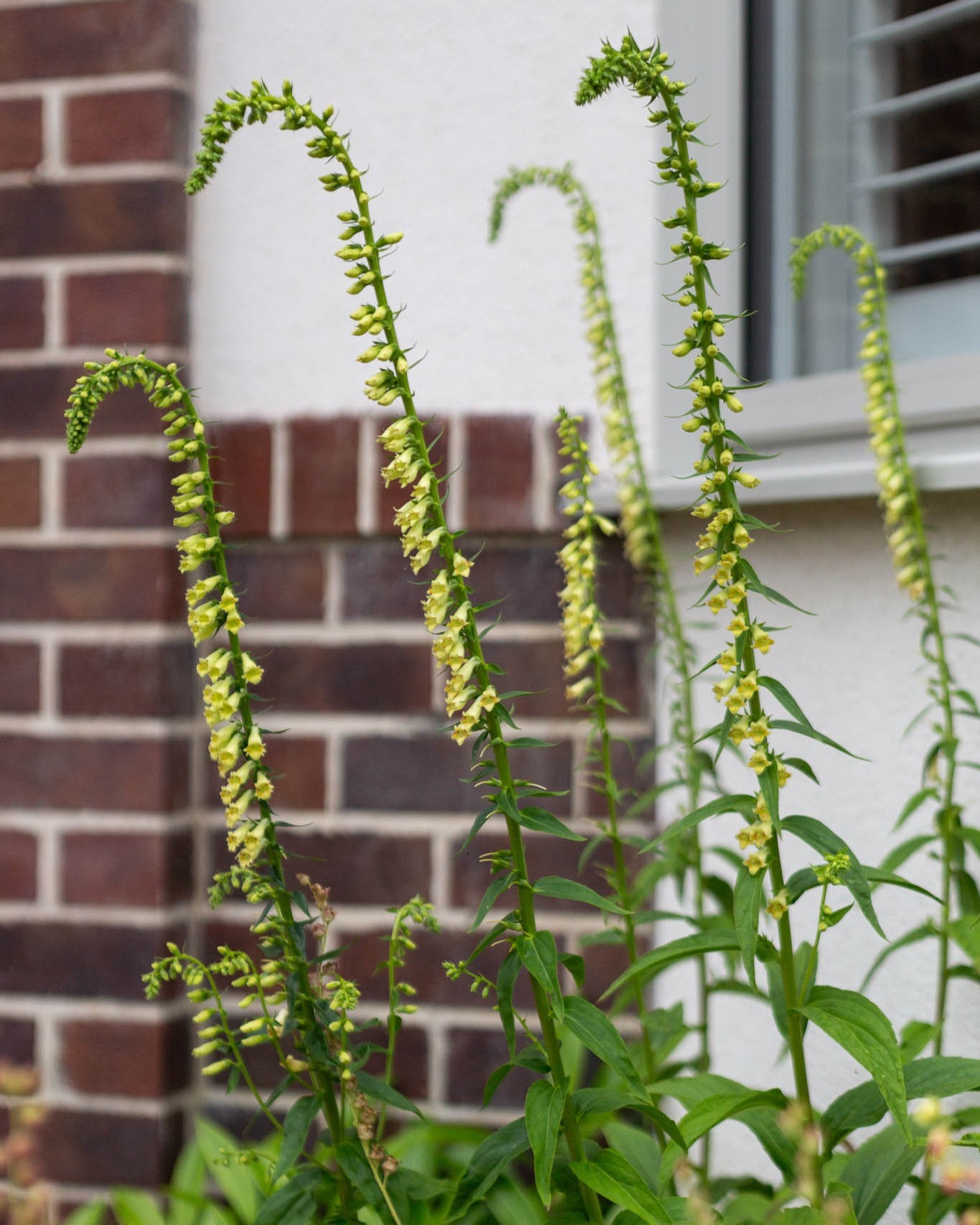 Modern scandi-style garden with a cedar clad garden room, two sun loungers, lush greenery, a paved walkway, raised timber decking, barrel sauna and swing gate.