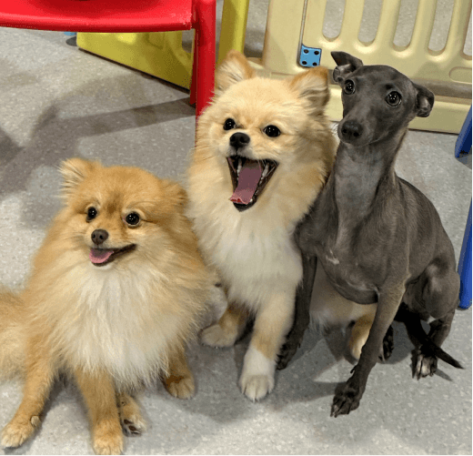 Dog Fun and Care paewstreet
