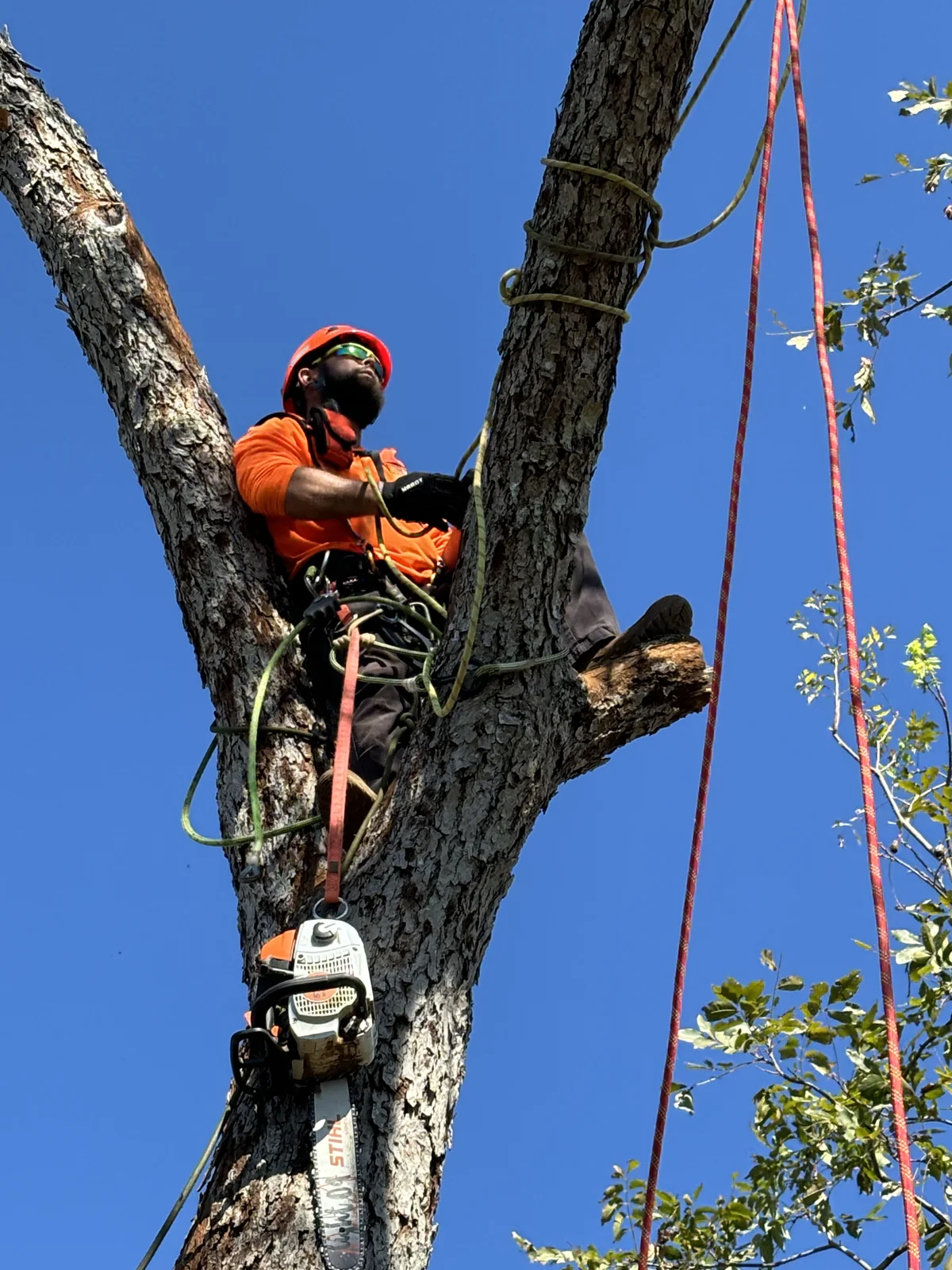 Electric Chainsaw in Action