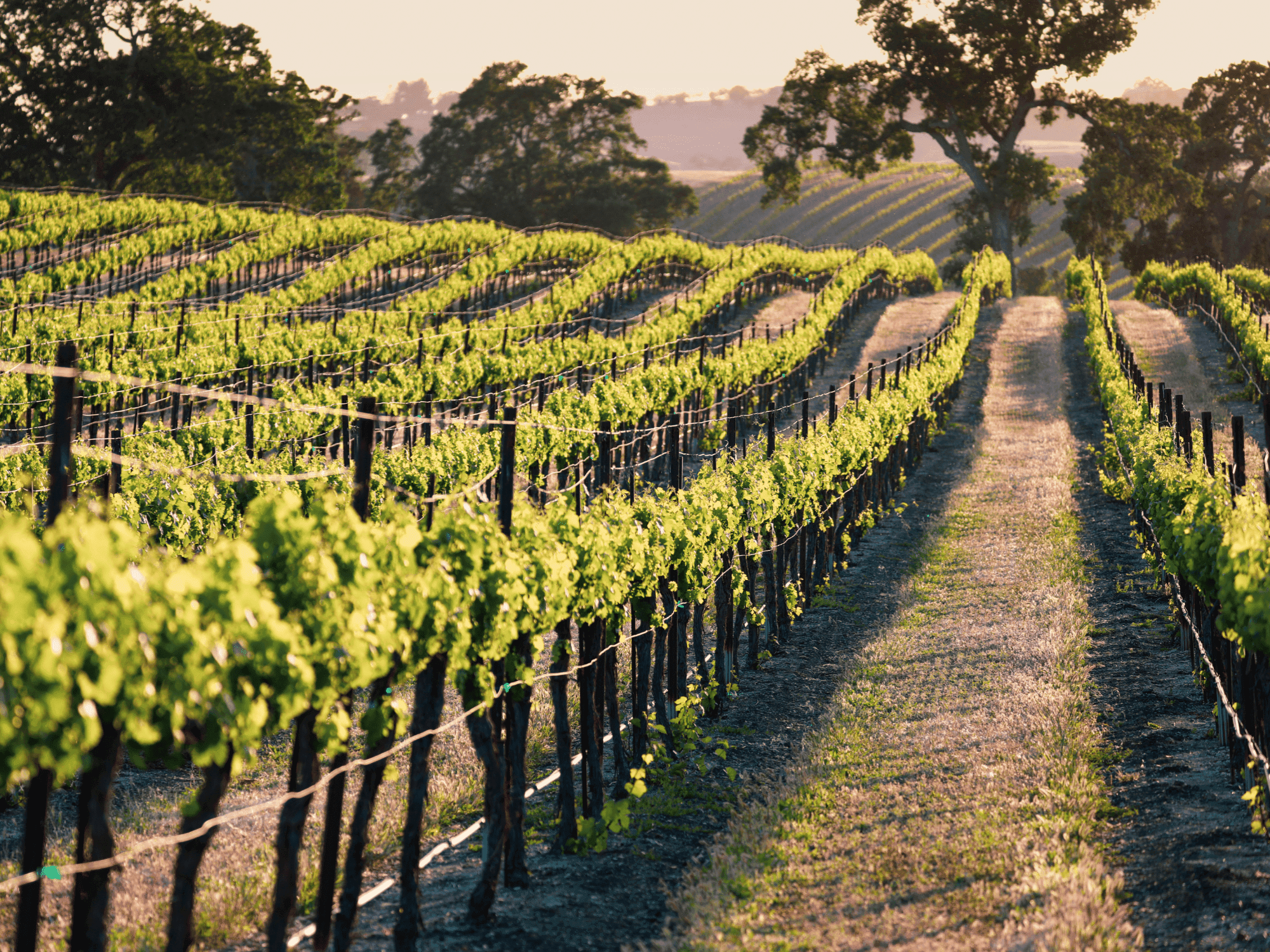Buildings from a bird's eye view