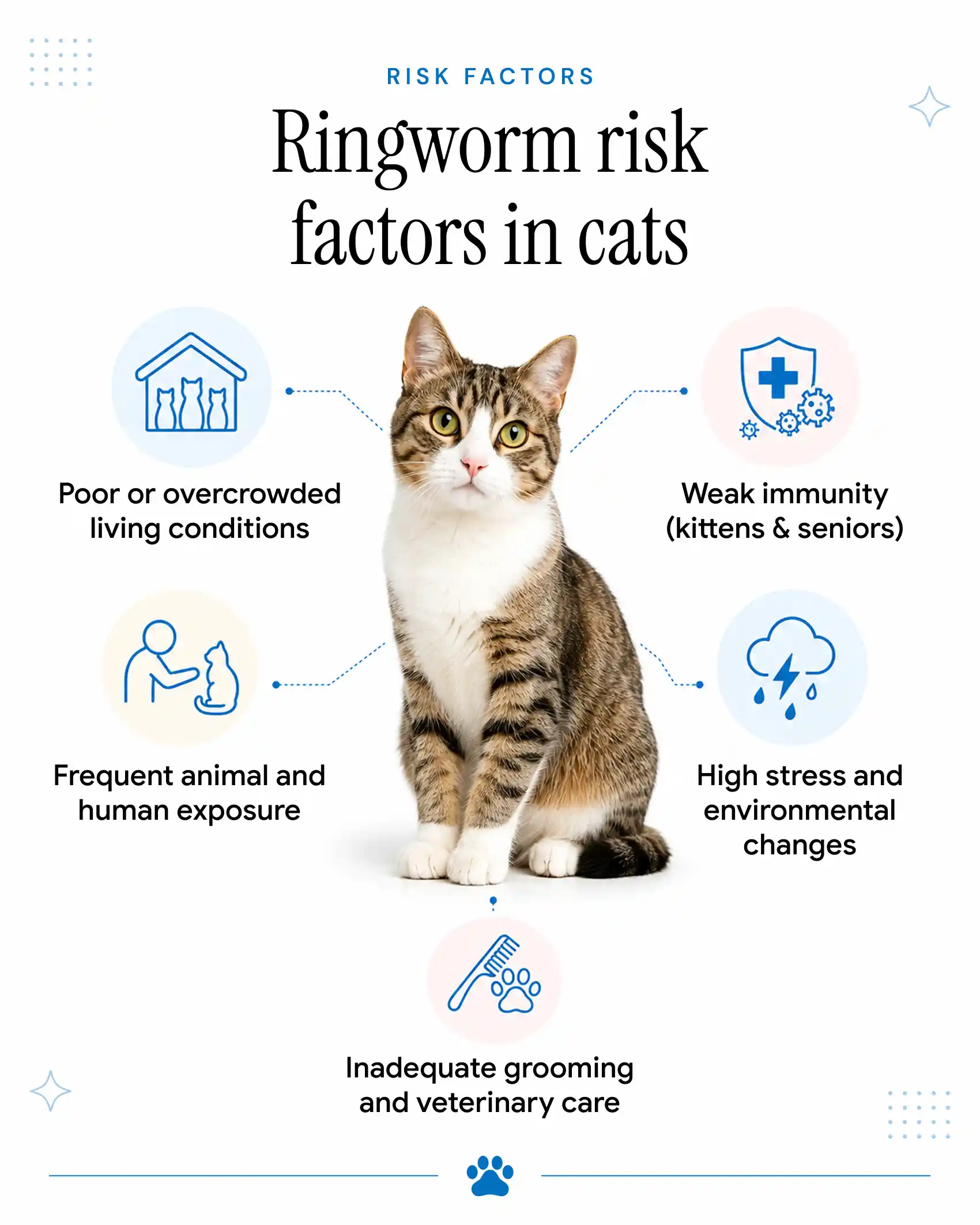 An infographic showing risk factors for ringworm in cats, including age, immune health, and lifestyle.