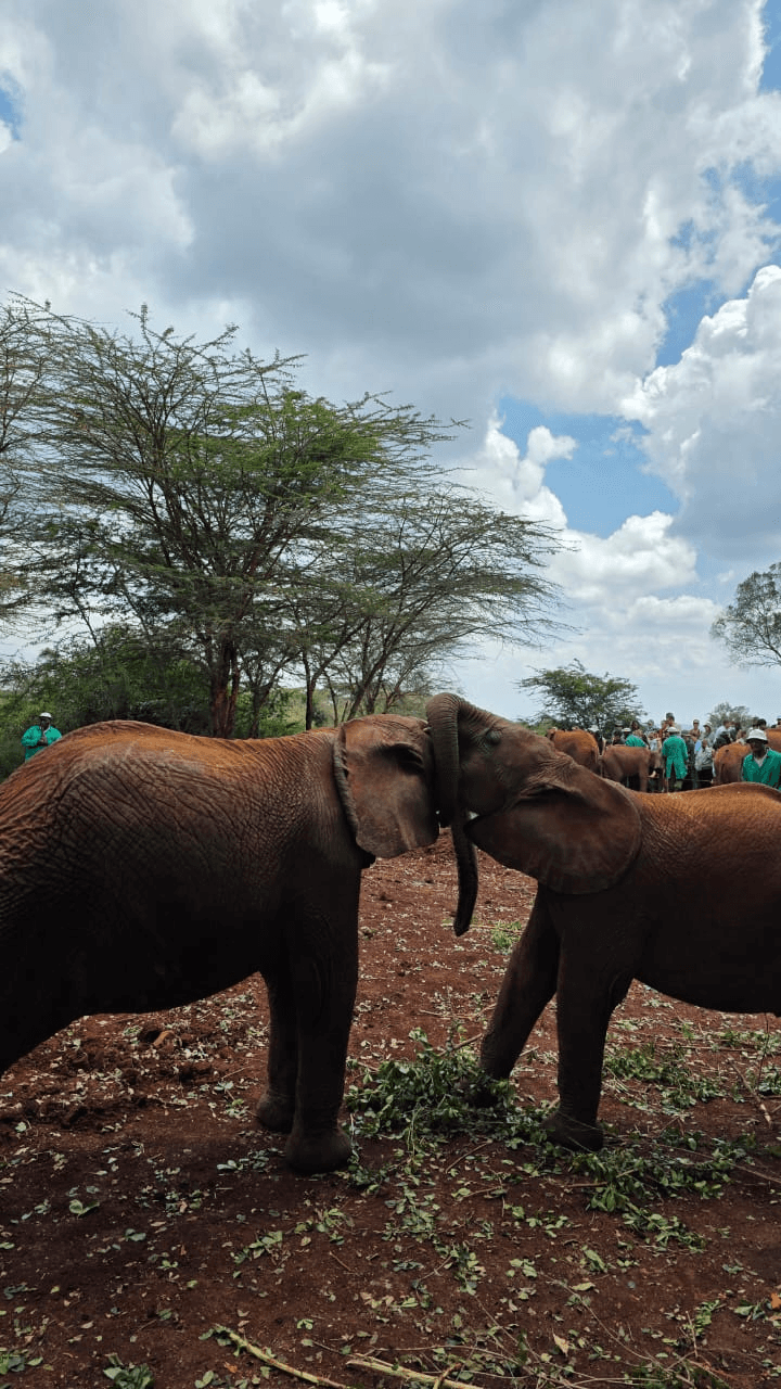 Sheldrick Elephant Orphanage, Nairobi