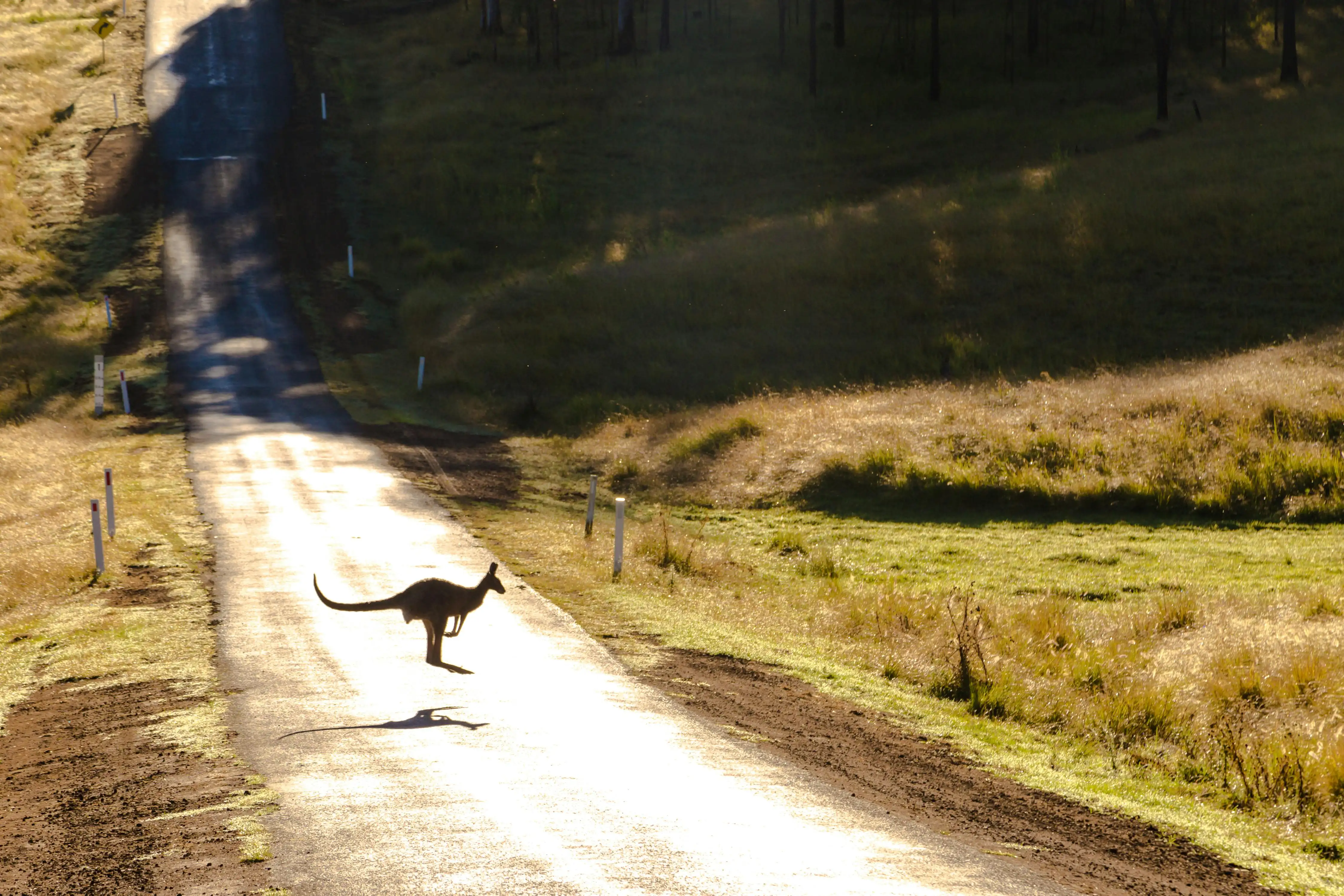 Känguru in Australien