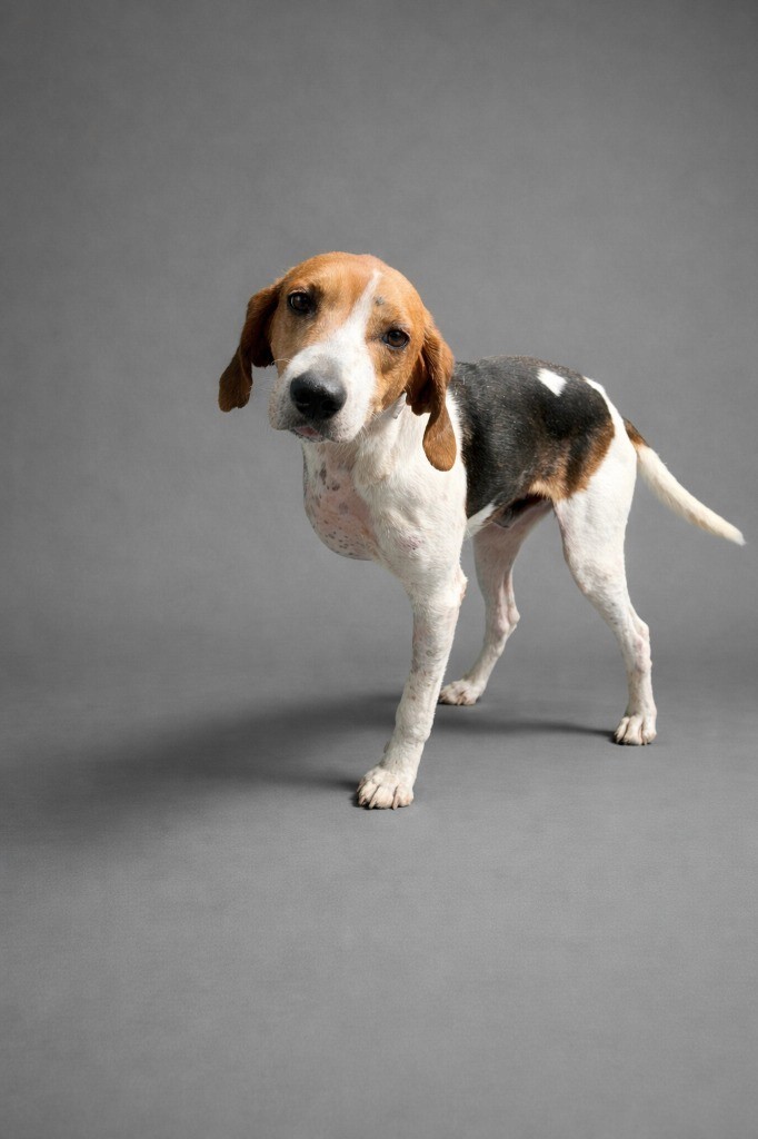 A beagle standing on a gray background, wearing a harness and looking to the side.