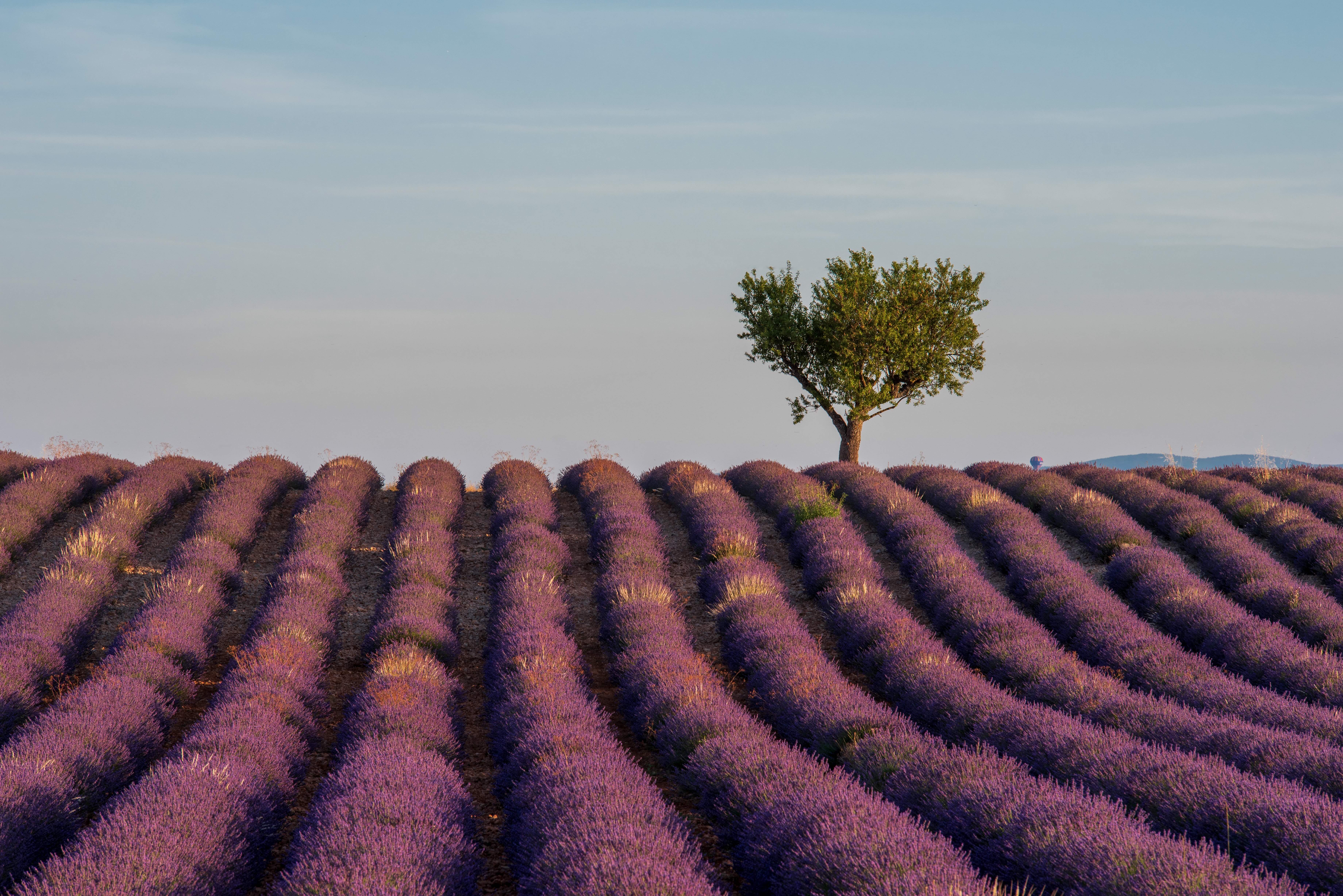 lavande dans la provence