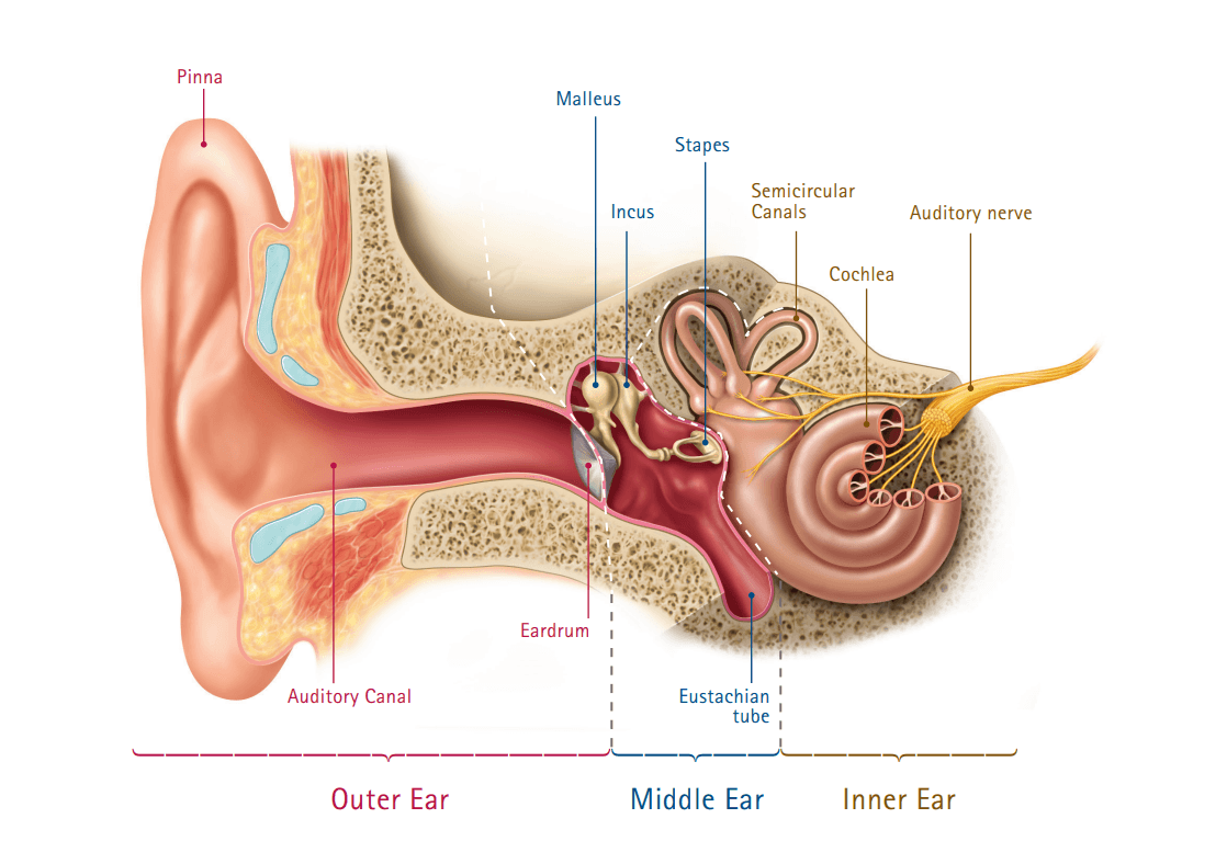 Hearing aids