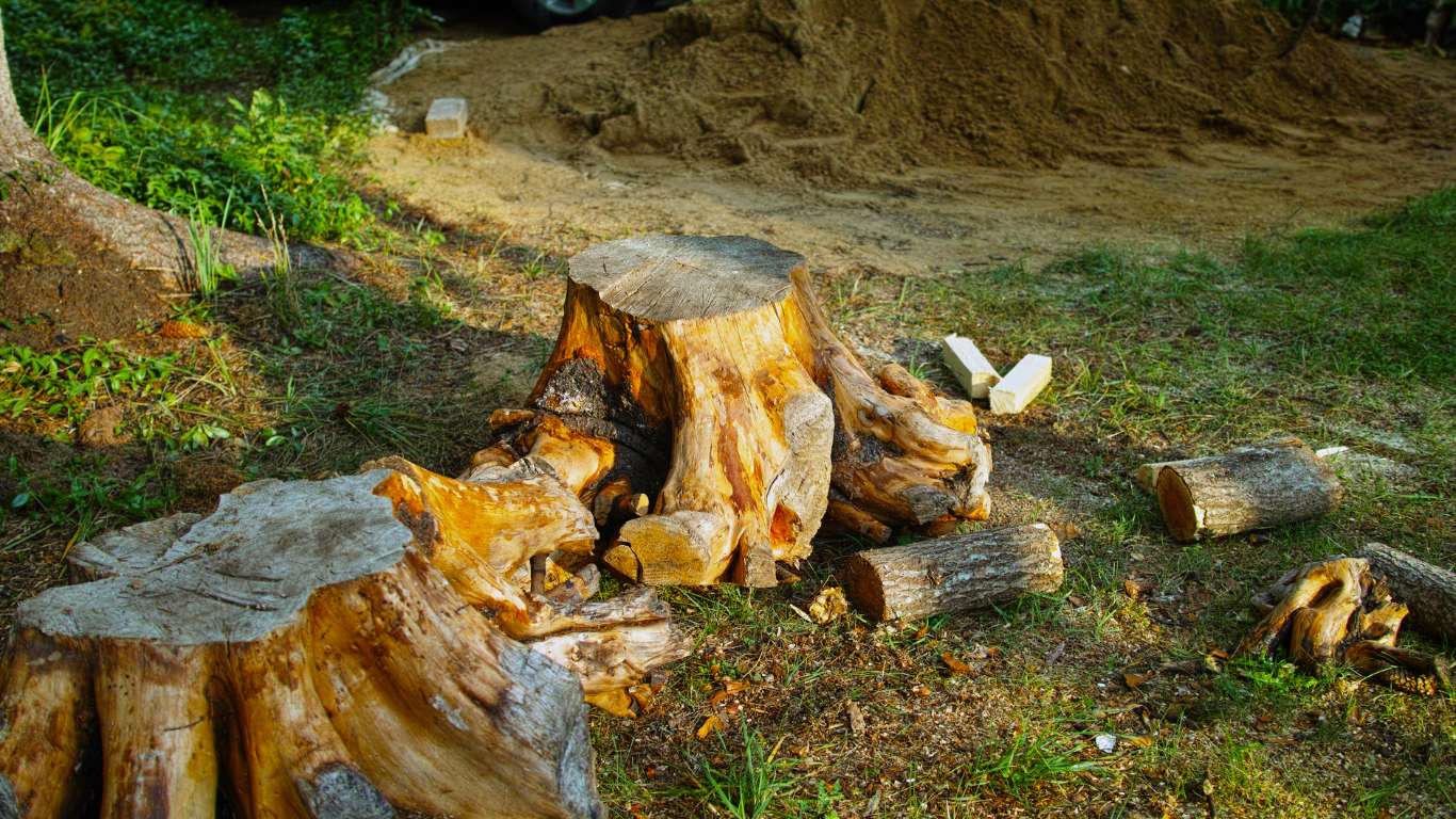 Residential Tree Removal