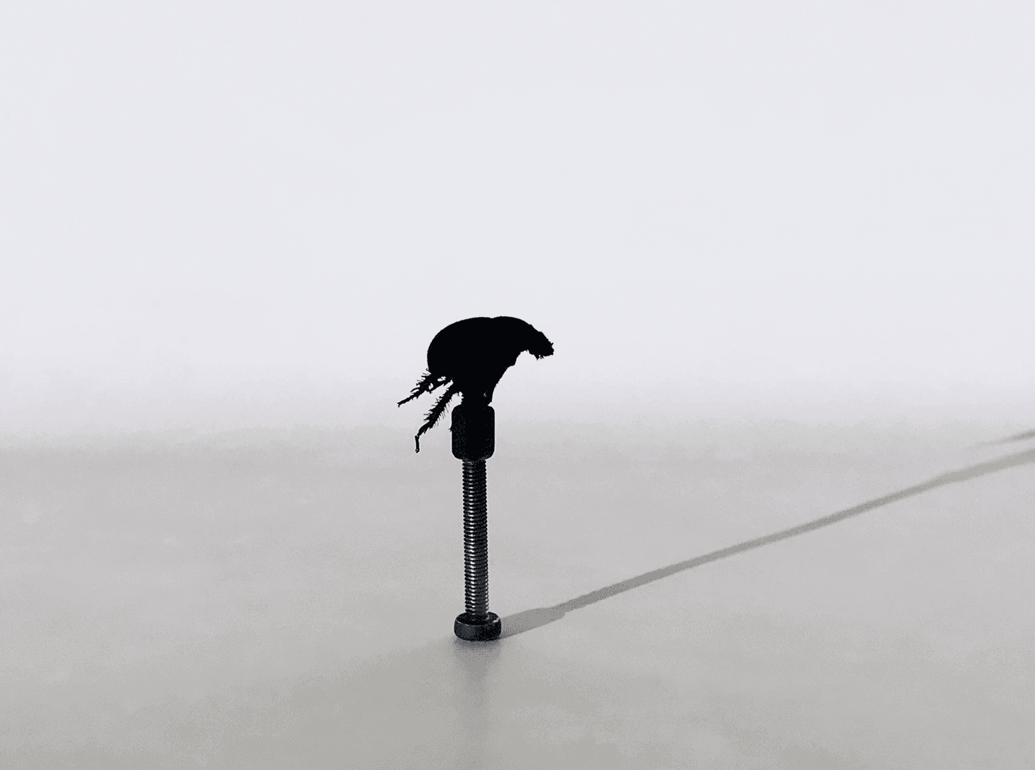 Image of image of dung beetle on screw