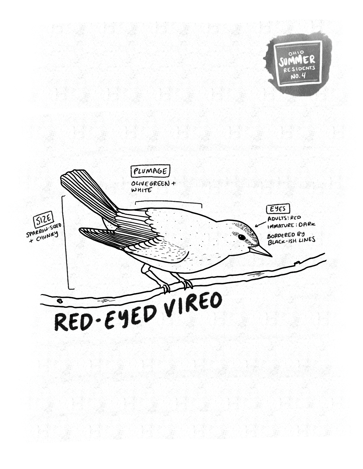 An illustrated coloring page of the Red-Eyed Vireo. The bird balances on a brand. 